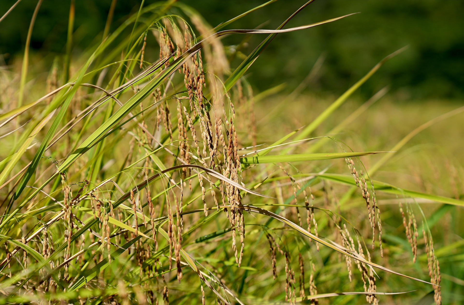 The rice plants are laden with grains.