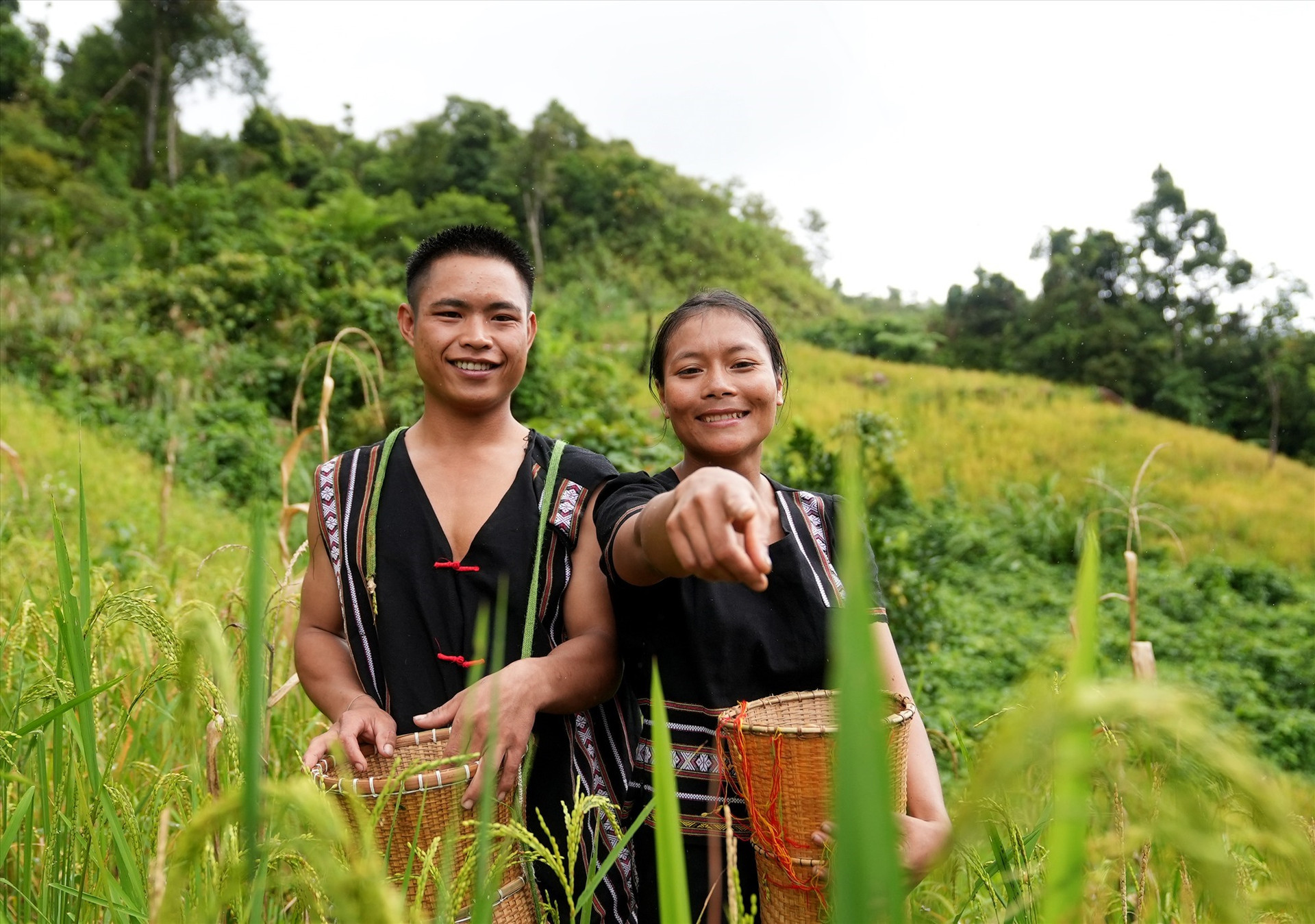 The villagers are joyful upon witnessing the golden ripe rice fields.