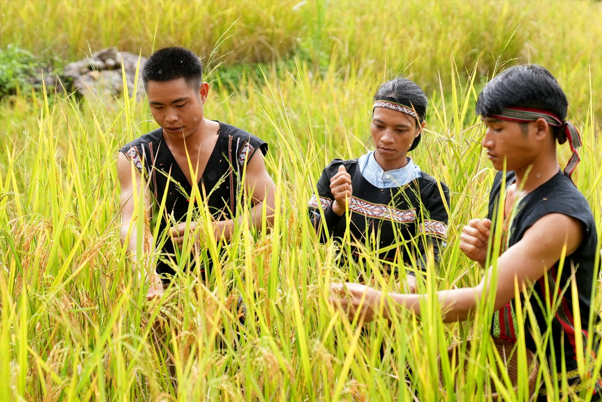 Ripe rice harvesting