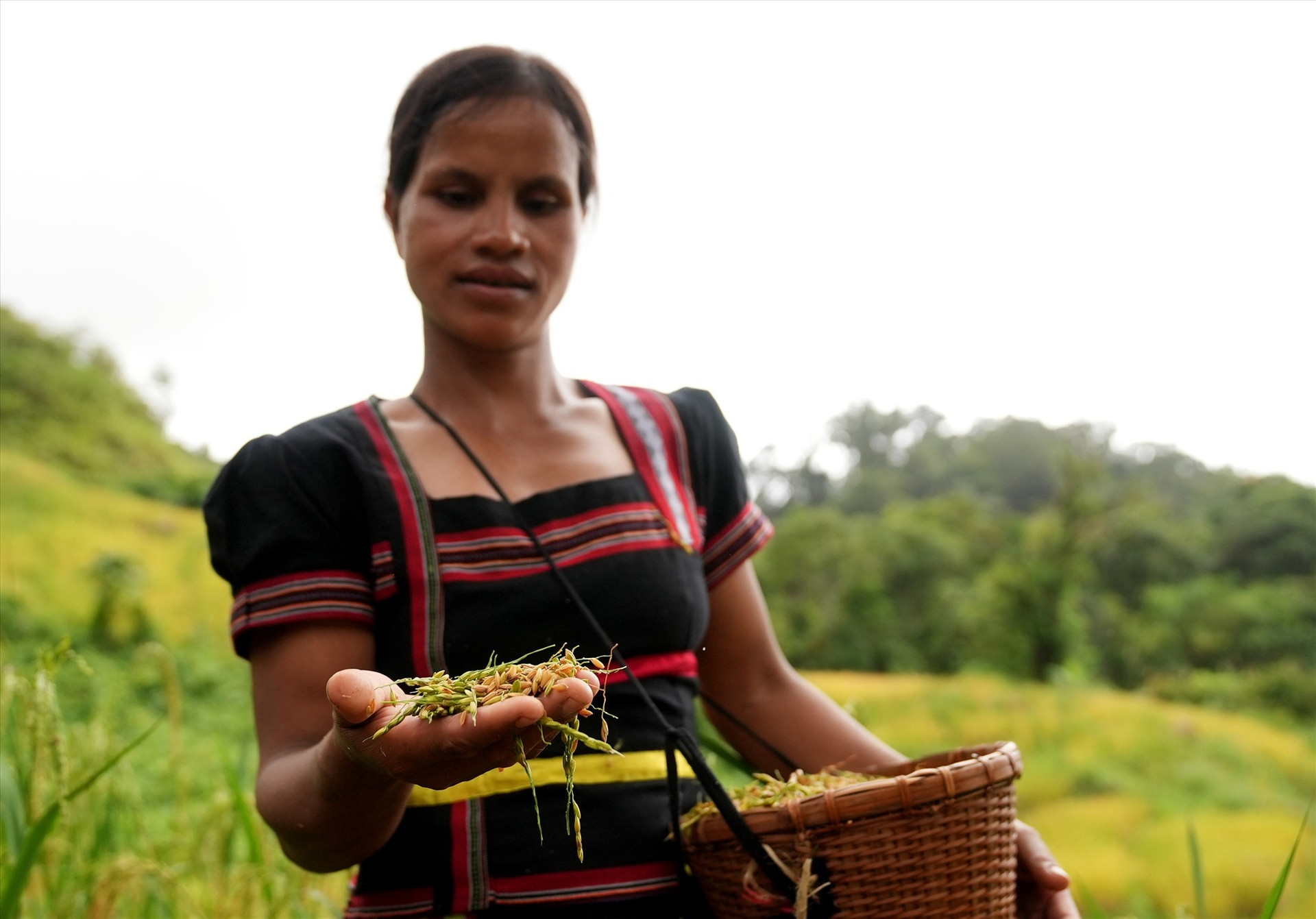 Ripe rice after harvesting