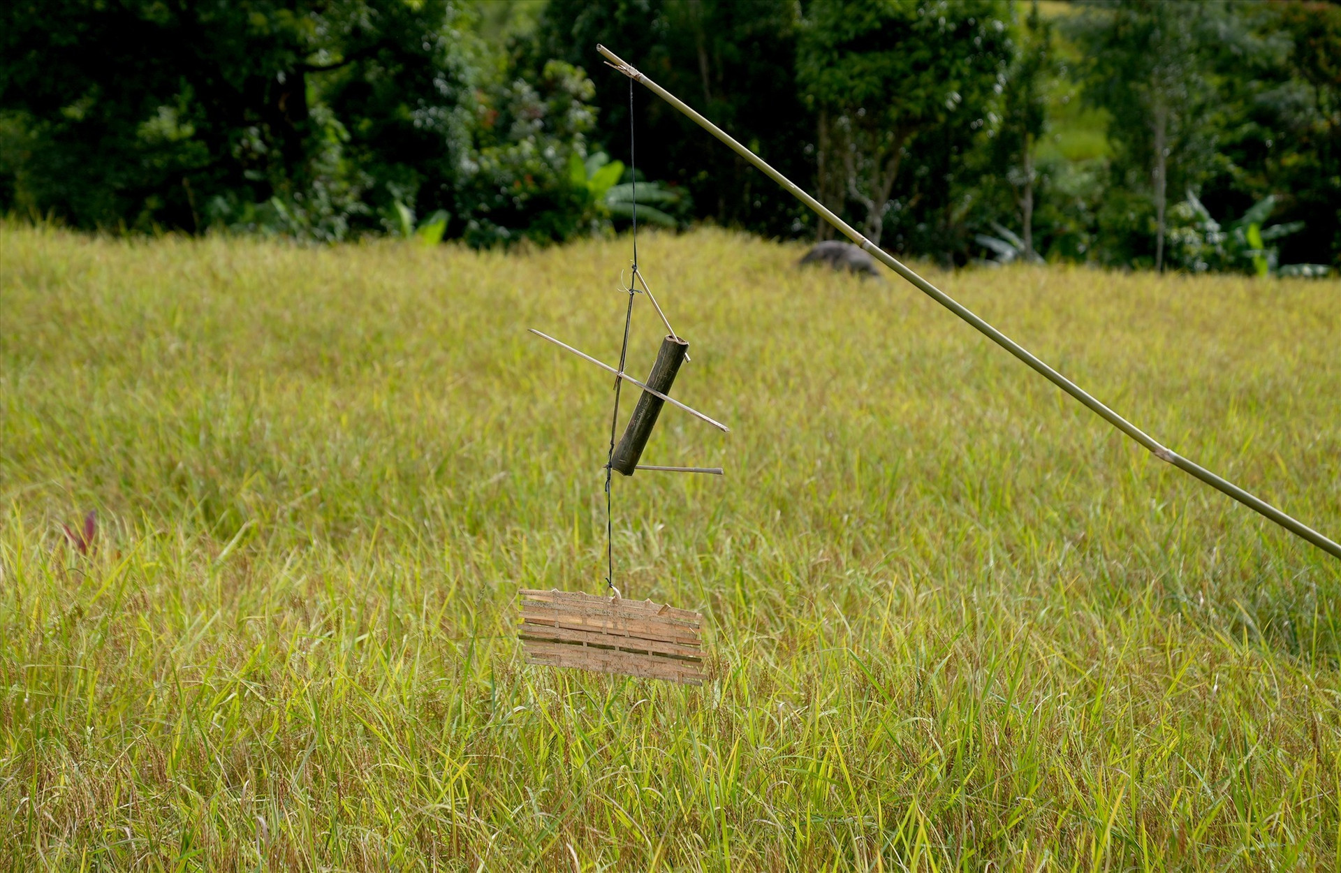 Wind chimes create delightful sounds.