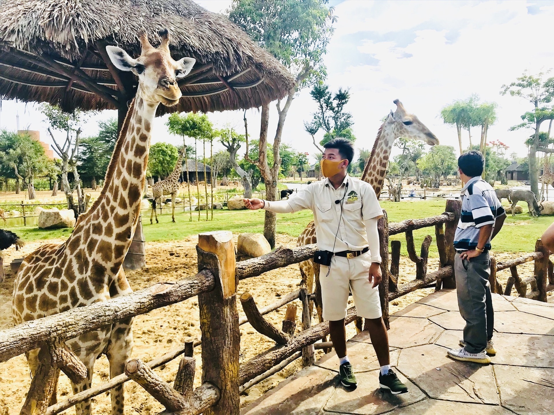 Giraffes at VinWonders Nam Hoi An