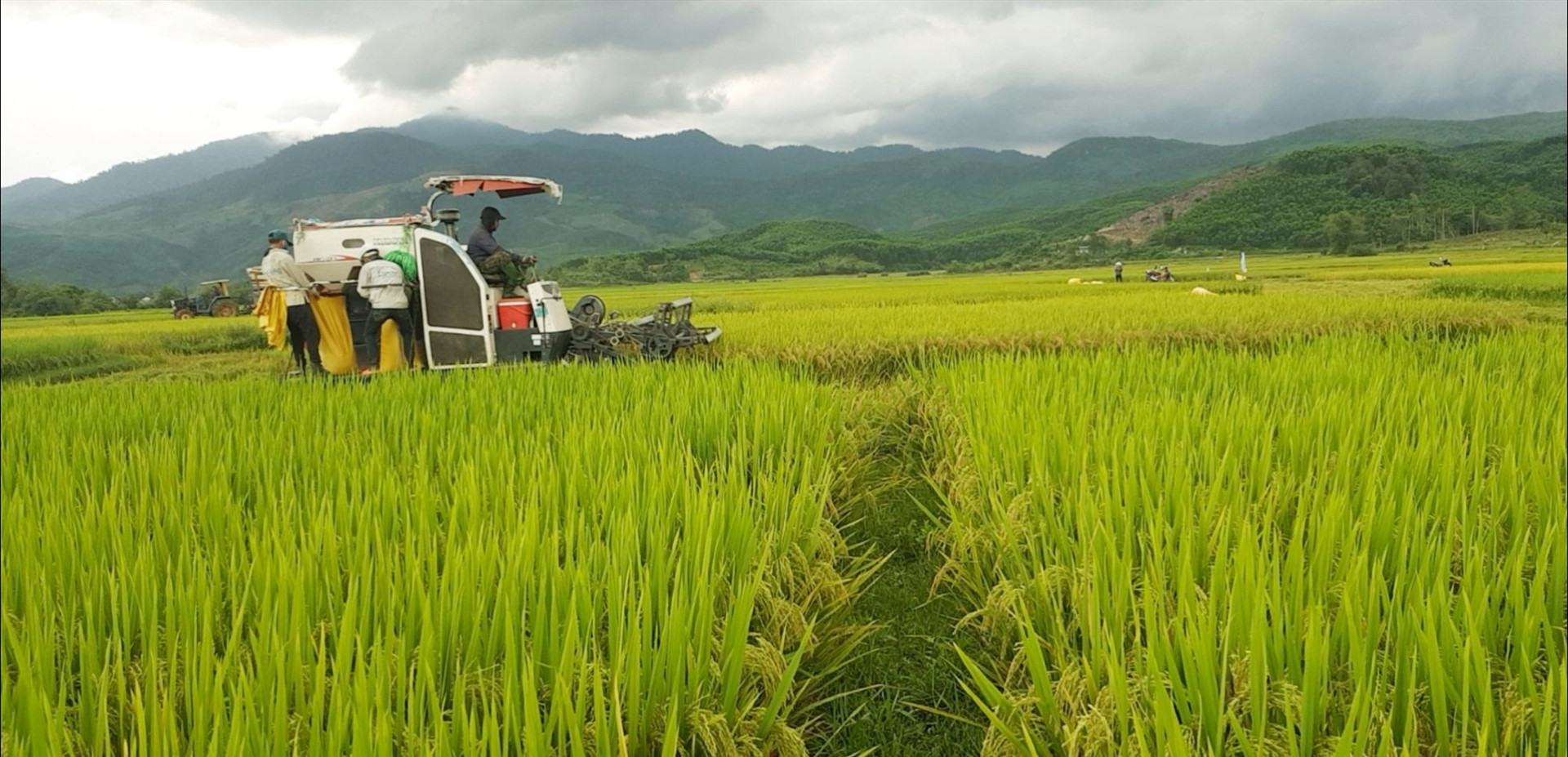 Hè thu 2023, sản lượng lúa của huyện Nông Sơn tăng 12,9% so với cùng vụ sản xuất năm ngoái.    Ảnh: PV