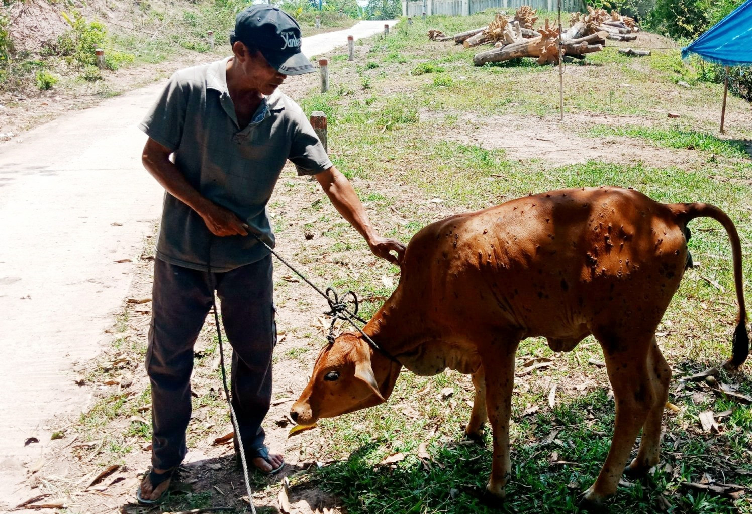Hơn 2 năm nay, bệnh viêm da nổi cục cứ gây hại rải rác trên đàn bò ở huyện Nông Sơn. Ảnh: PV