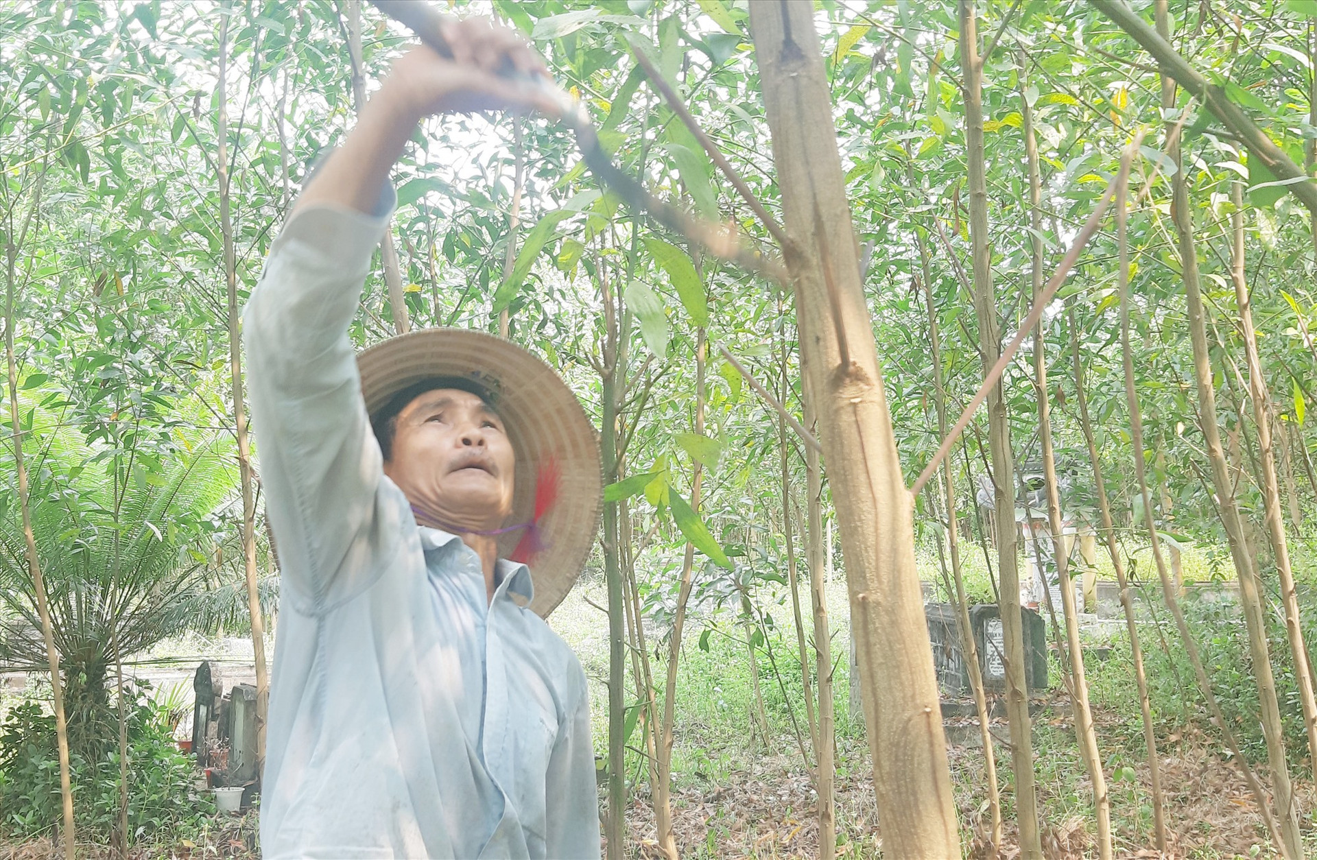 Những năm qua, người dân xã Quế Hiệp có nguồn thu nhập khá từ mô hình trồng rừng nguyên liệu. Ảnh: M.L