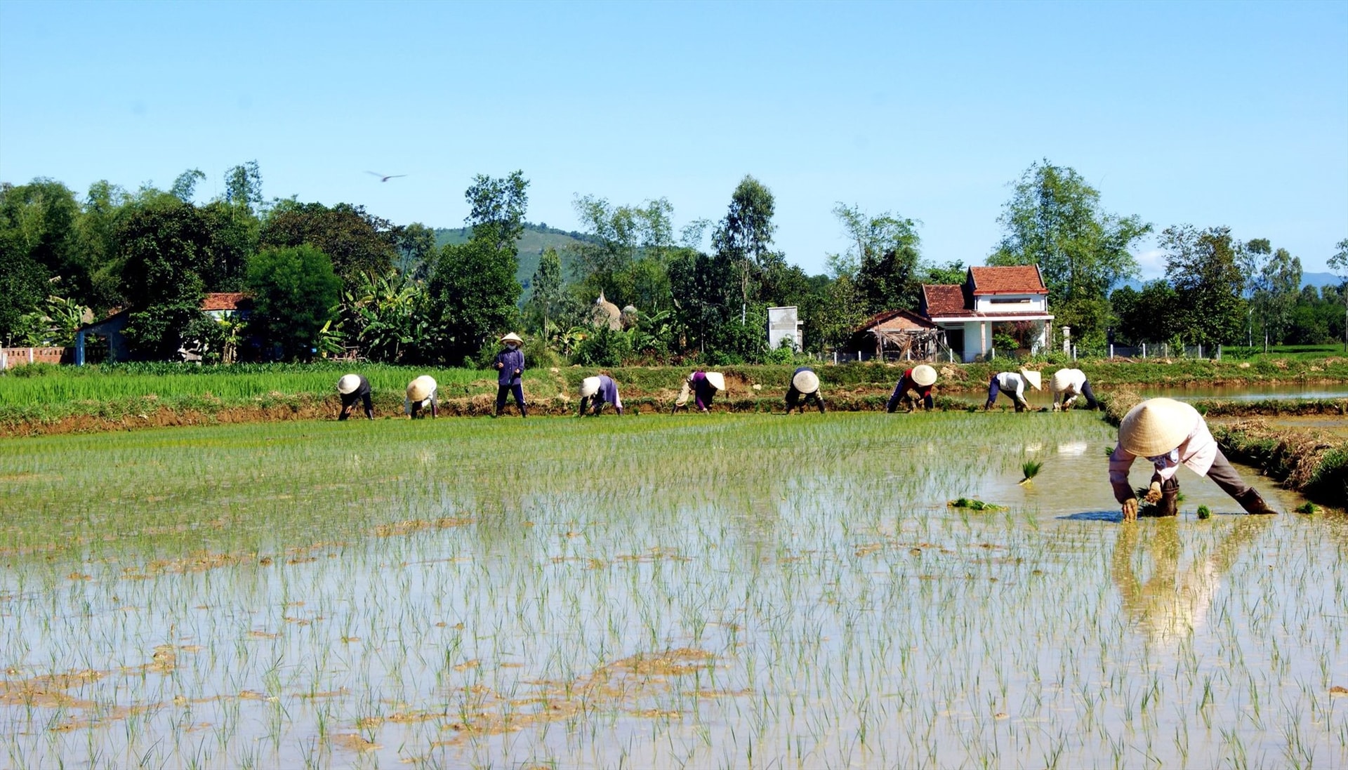 Hát trống quân thường diễn ra sau thời gian lao động mệt nhọc. (Ảnh minh họa: Cấy lúa). Ảnh: Phương Thảo