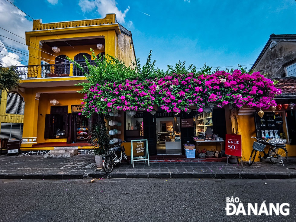 Hoa giấy Hội An có vẻ đẹp nổi bật mà vẫn hài hòa với nếp xưa nhà cổ, mái ngói rêu phong. 