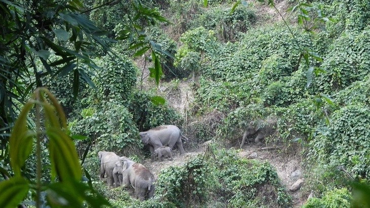 Voi rừng tại huyện Nông Sơn. Ảnh: Khu Bảo tồn loài và sinh cảnh voi