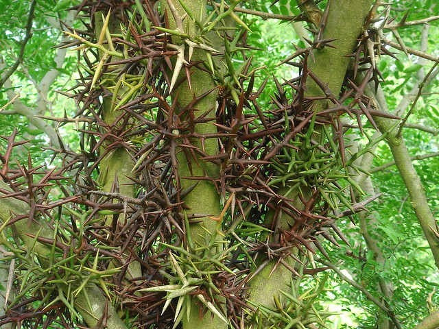 black locust trees