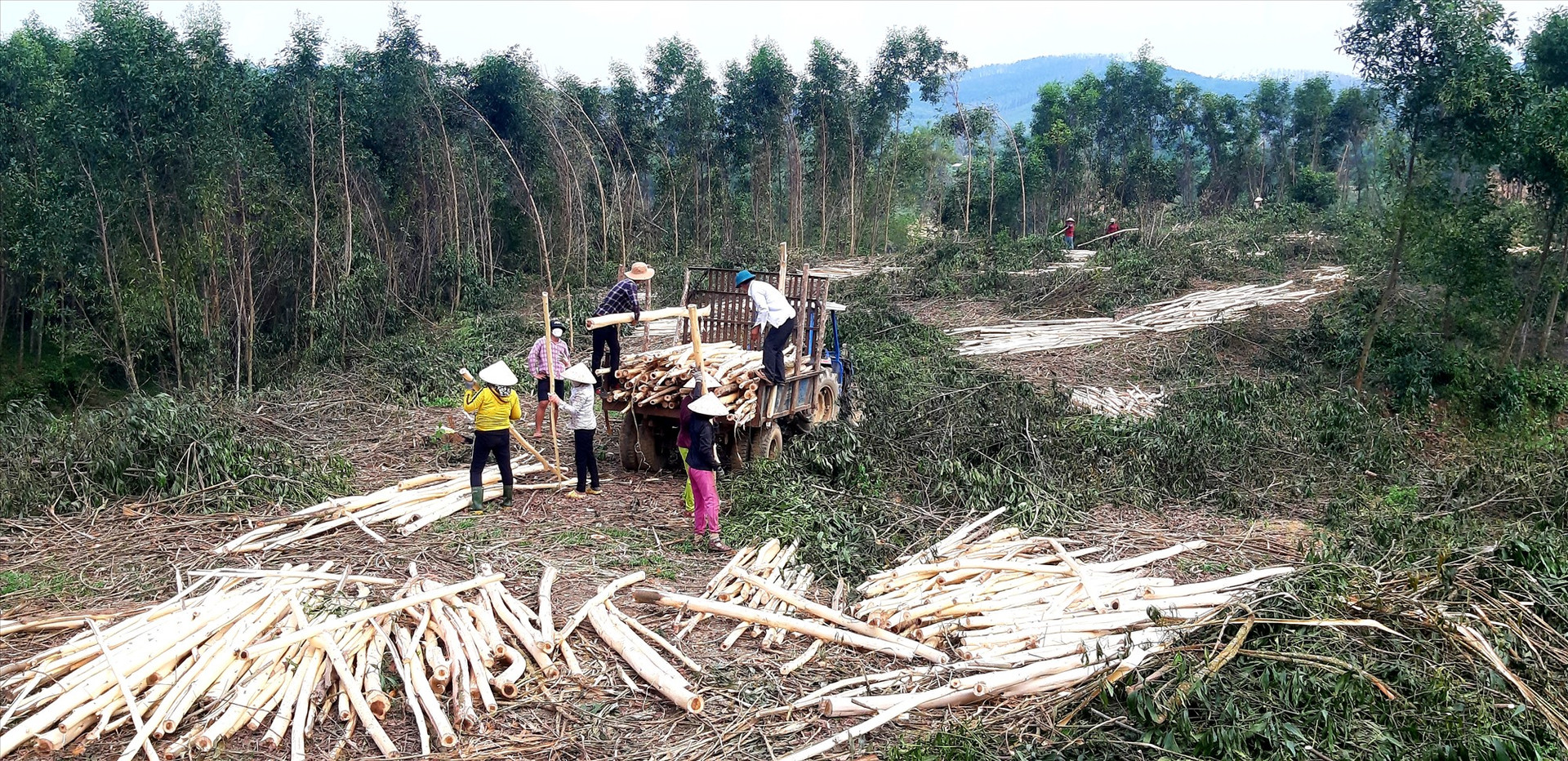 Trong 9 tháng đầu năm 2023, tổng sản lượng gỗ khai thác trên địa bàn Quảng Nam đạt hơn 1,32 triệu m3.   Ảnh: PV