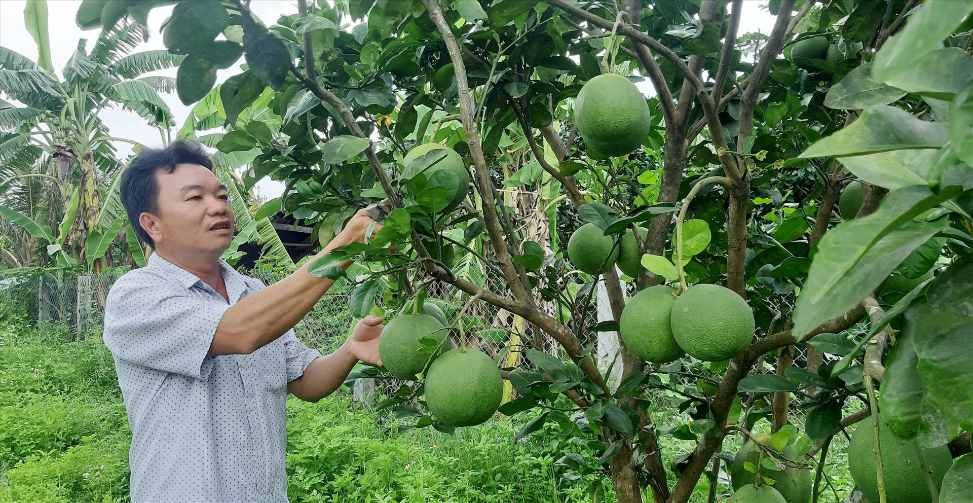 Thời gian qua, tại xã Phước Ninh (Nông Sơn) đã xuất hiện một số mô hình trồng cây ăn quả với quy mô vừa và lớn cho hiệu quả kinh tế cao.   Ảnh: PV