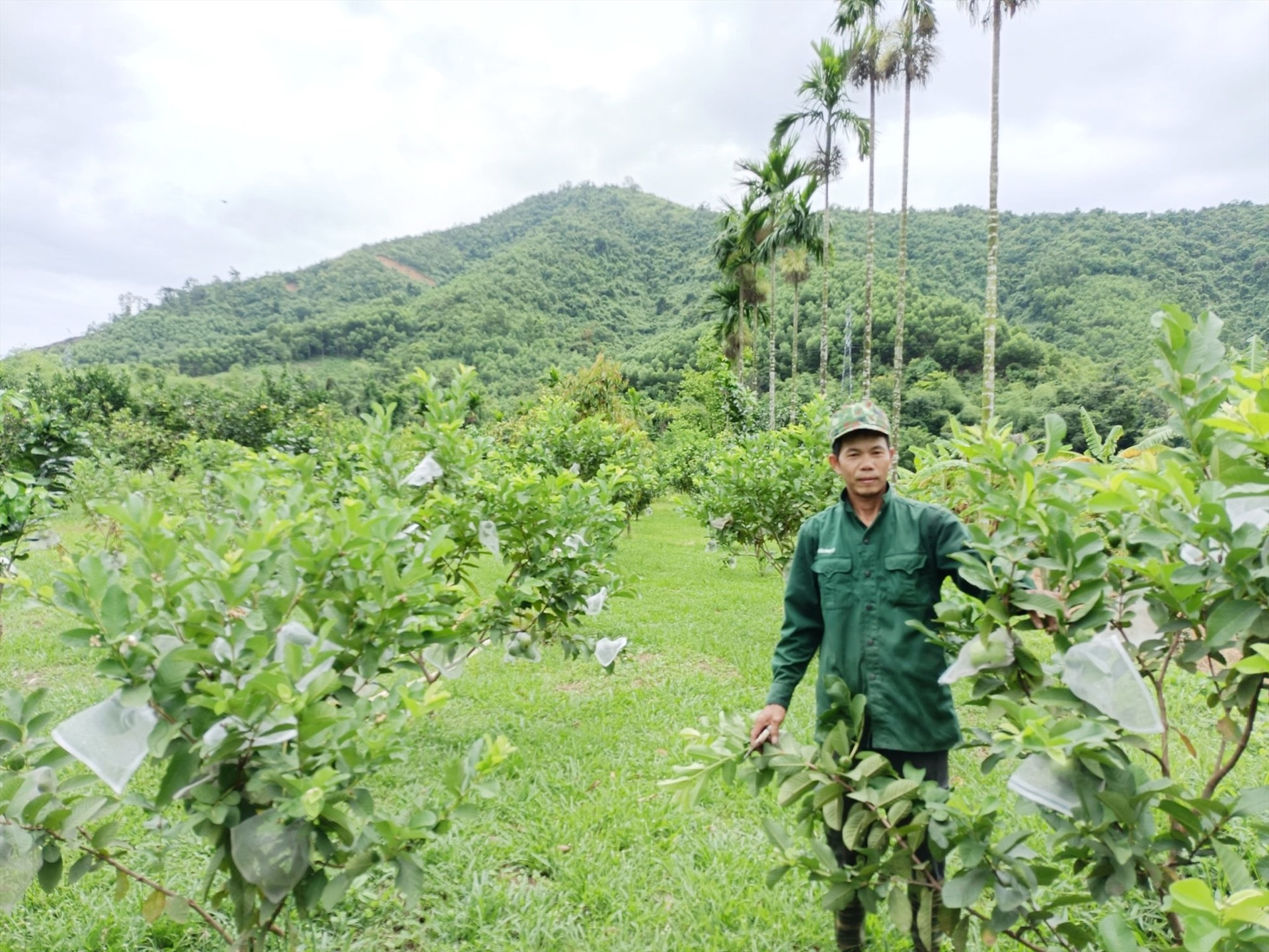 Nhờ thụ hưởng cơ chế hỗ trợ, nhiều hộ dân trên địa bàn huyện Nông Sơn có điều kiện đầu tư phát triển mạnh mô hình kinh tế vườn – trang trại gắn với du lịch.   Ảnh: PV