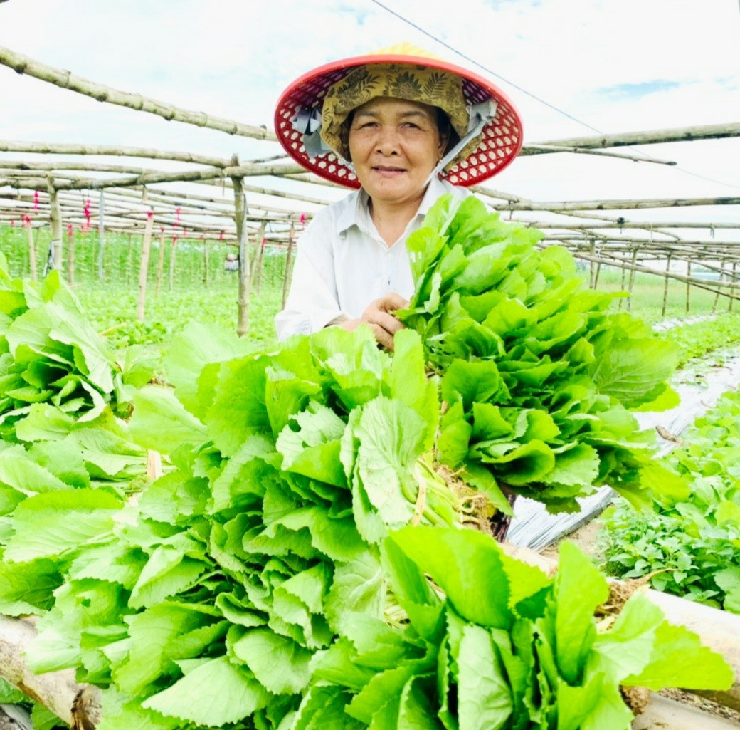 Sản xuất nông nghiệp ở Duy Xuyên vẫn còn nhiều khó khăn do ảnh hưởng của thời tiết và giá cả thị trường biến động.   Ảnh: N.T