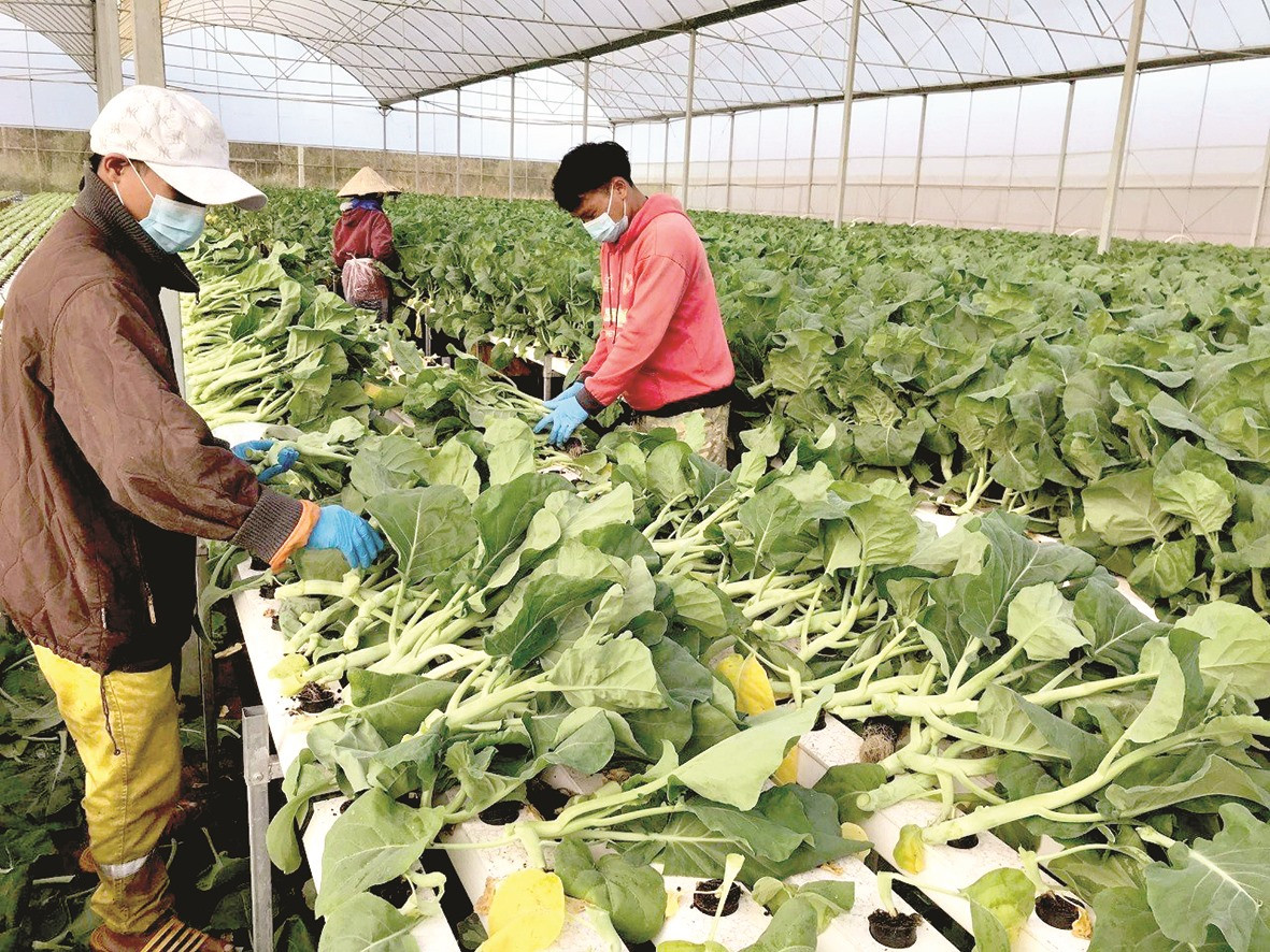 Nhiều nông trại rau quả và cây công nghiệp như cà phê, cao su... do người Việt đầu tư.