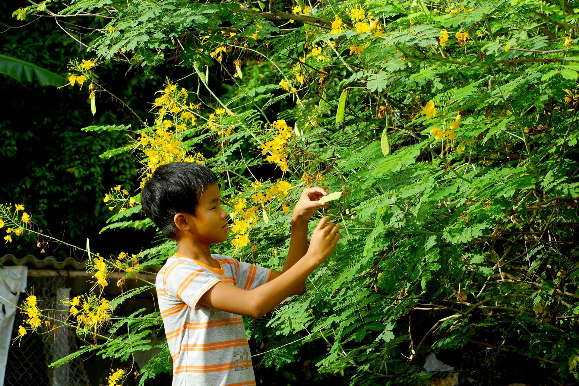 Vườn quê. Ảnh: PHƯƠNG THẢO