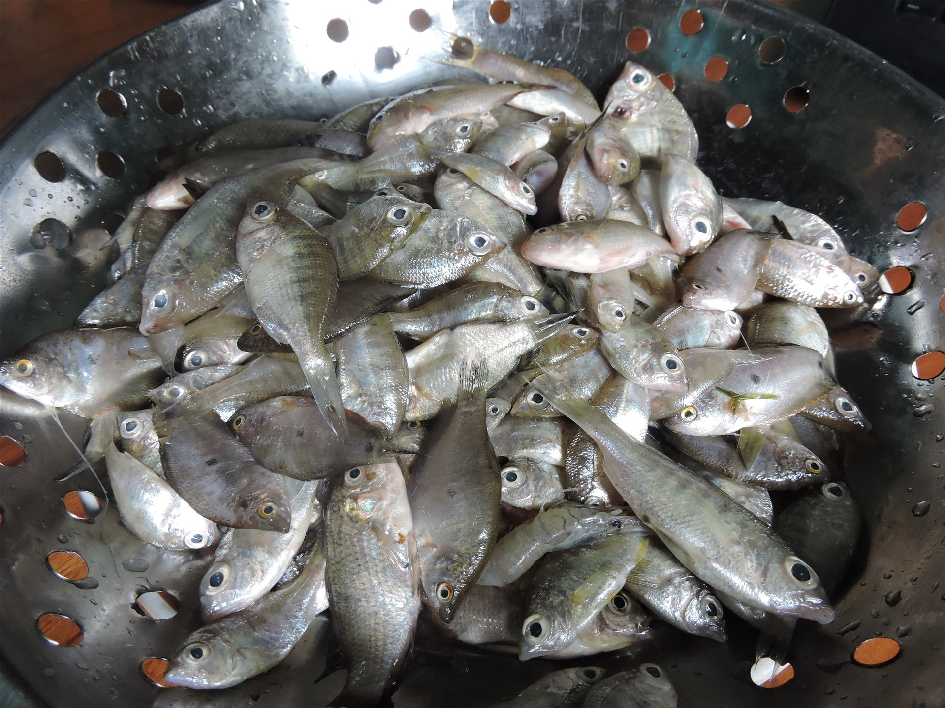 Cá móm sông - nguyên liệu có thể chế biến nhiều món ngon.