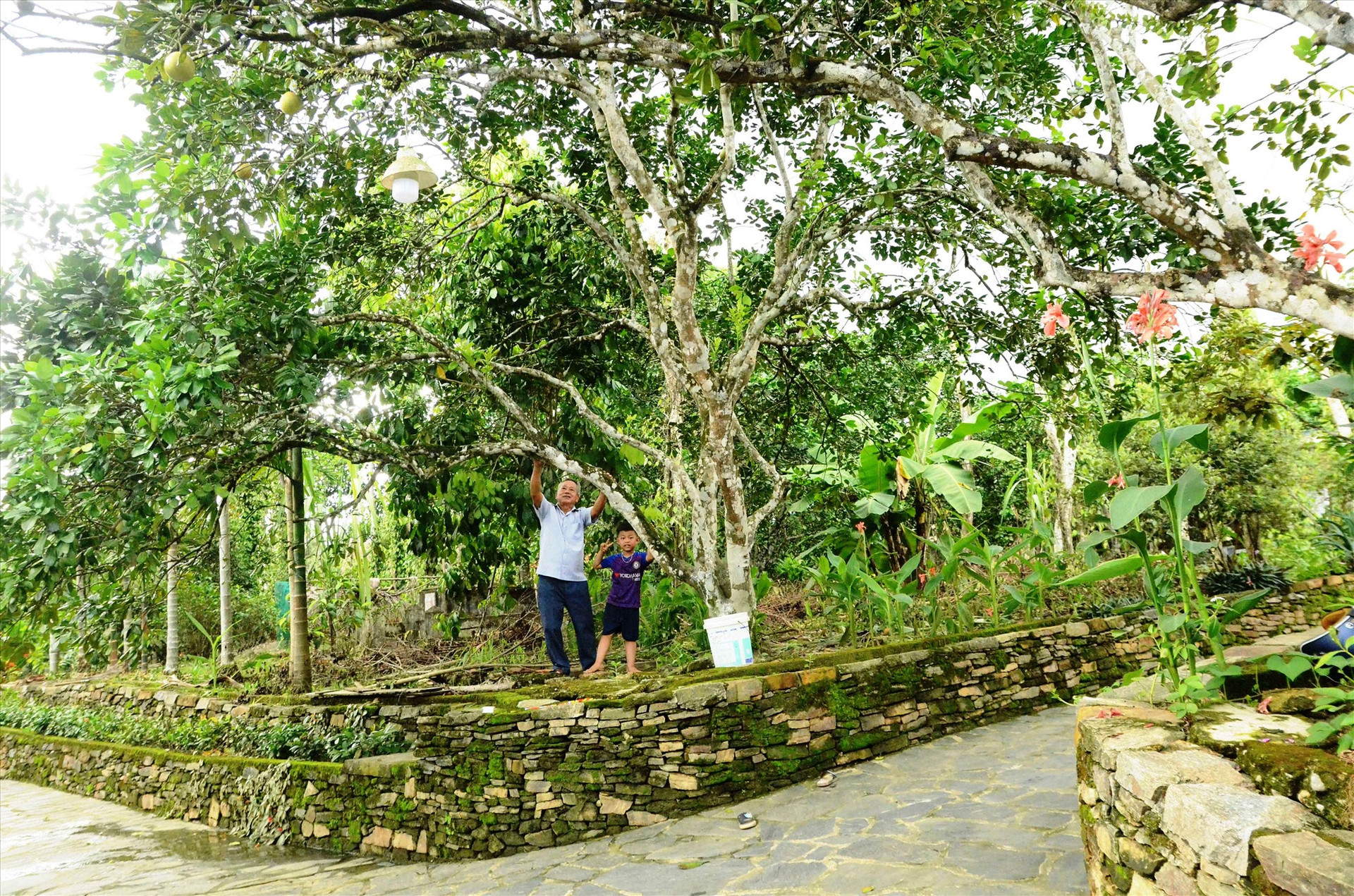Cùng với trồng cây ăn quả, người dân Lộc Yên cũng đầu tư chỉnh trang vườn nhà xanh - sạch - đẹp, hiệu quả. Ảnh:N.HƯNG