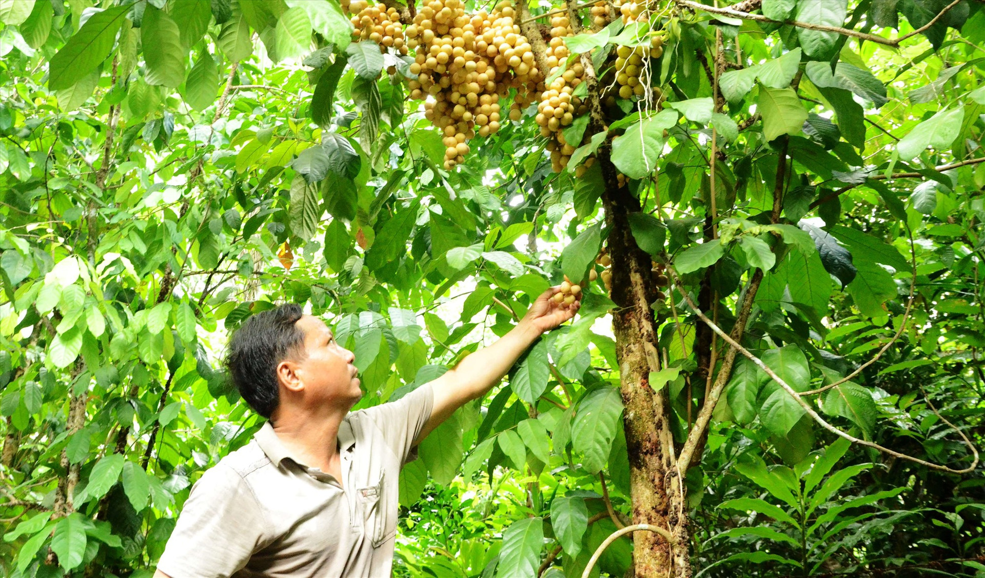 Vụ này gia đình ông Nguyễn Đình Thế, làng Lộc Yên thu hoạch được khoảng nửa tấn quả lòn bon. Giá bán từ 25-30 nghìn đồng/kg. Ảnh:N.HƯNG