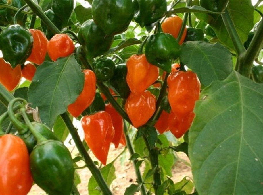 Habanero là một trong những loại ớt cay nhất thế giới