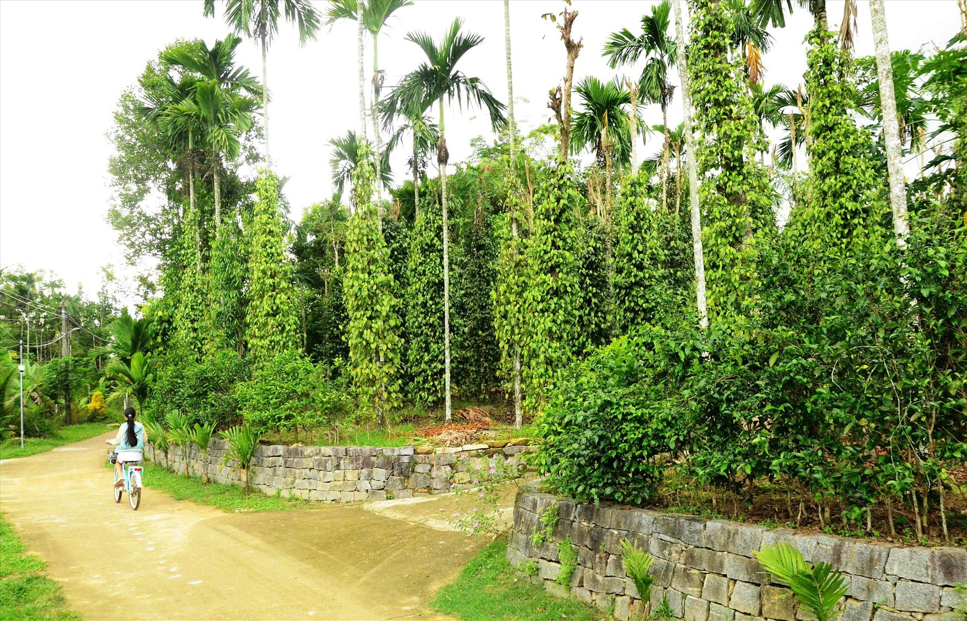 In Loc Yen, visitors can experience the clean environment with the fresh air.