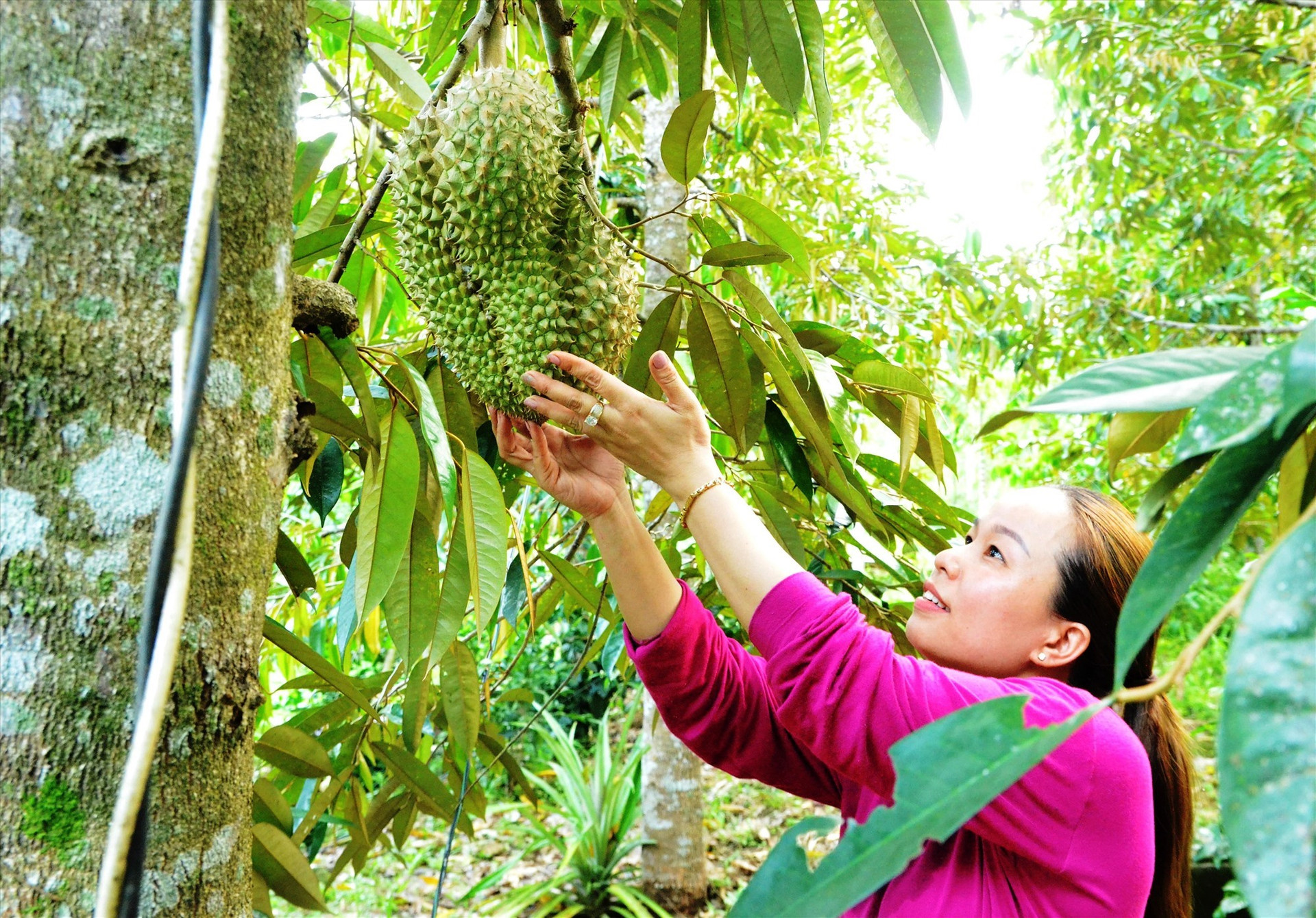 Ms. Nguyen Thi Truyen from Loc Yen village harvests durians.