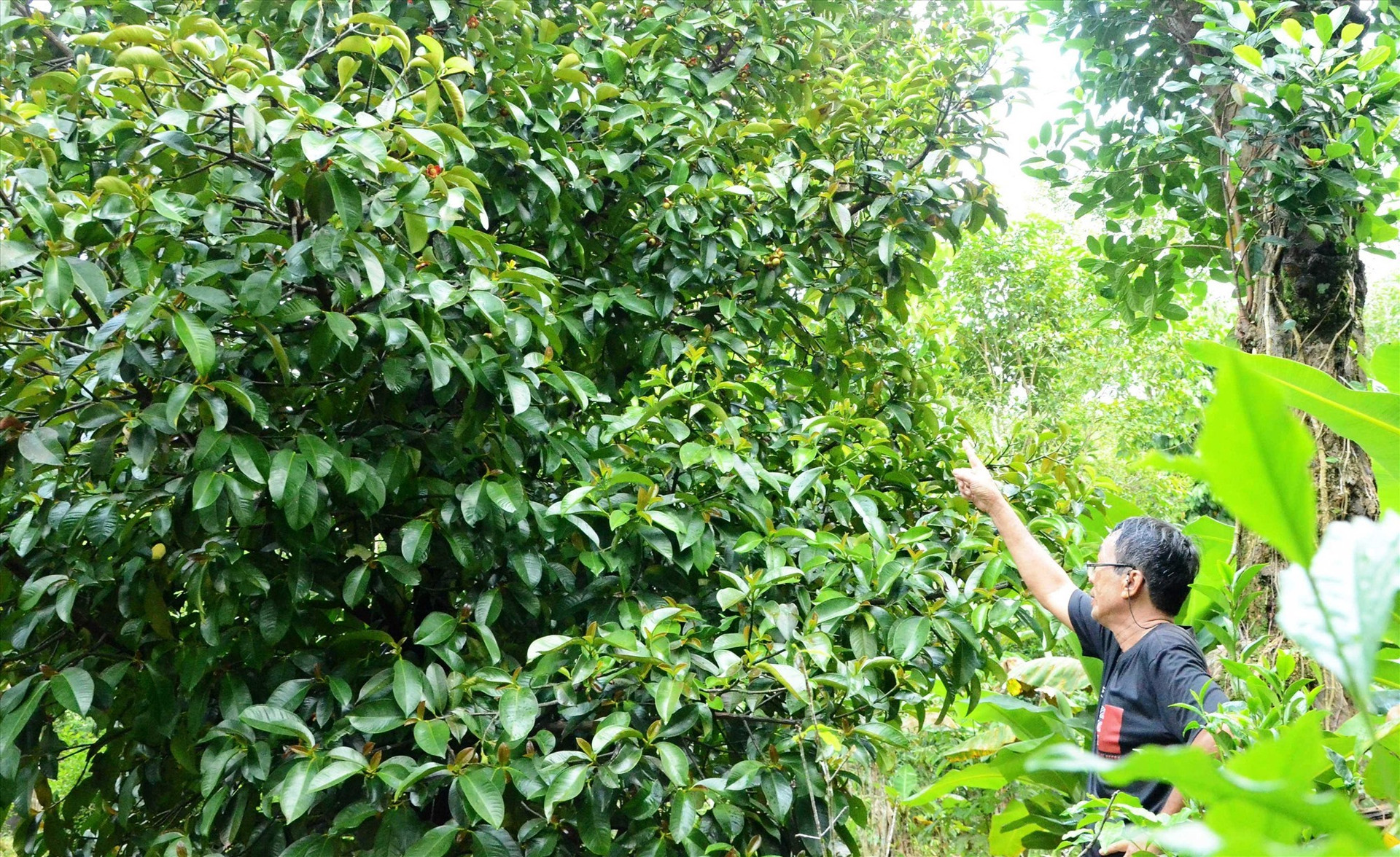 Loc Yen villagers harvest mangosteen.