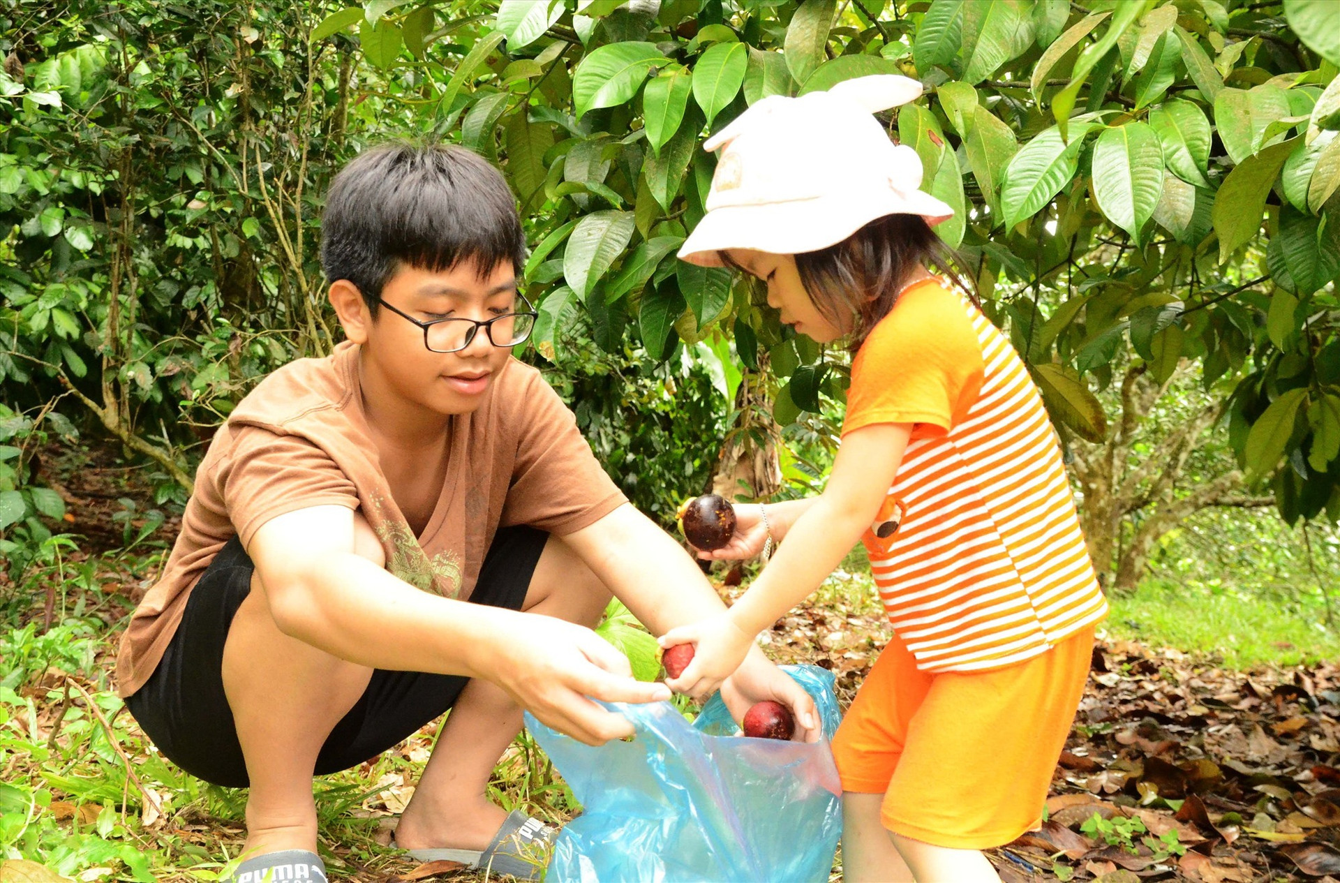 Children help their parents harvest fruits.