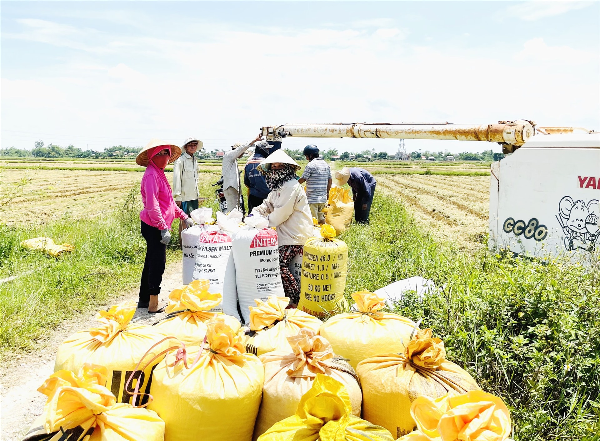 Năm 2023, nông dân Duy Phước liên kết với các doanh nghiệp sản xuất 190ha nếp giống và lúa thương phẩm chất lượng cao. Ảnh: T.P