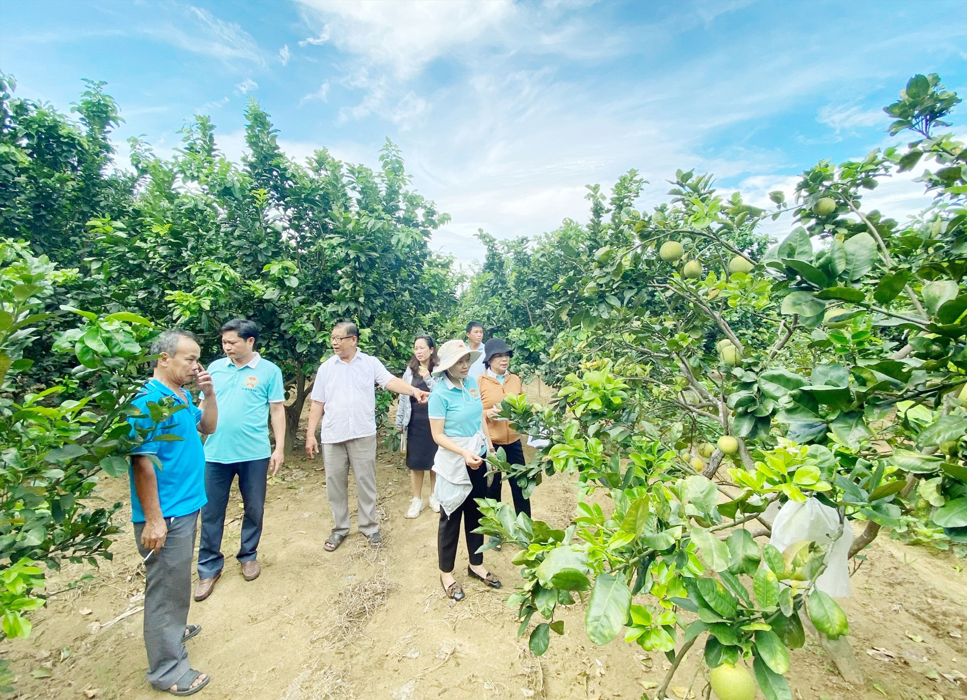 Những năm qua, các cấp hội nông dân của thị xã Điện Bàn tích cực hỗ trợ hội viên xây dựng mô hình vườn mẫu. Ảnh: PV