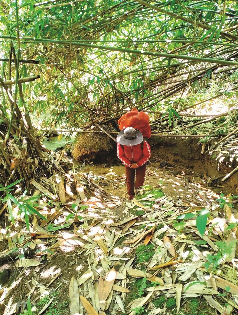 Hien Thi Xuan, a Ve woman from Dak Pre, Nam Giang, goes to the forest to pick neohouzeaua shoots. She often goes to the forest in the Vietnam - Lao border area to pick ‘zôl’, a type of neohouzeaua shoot, but it’s much smaller and more expensive than others.