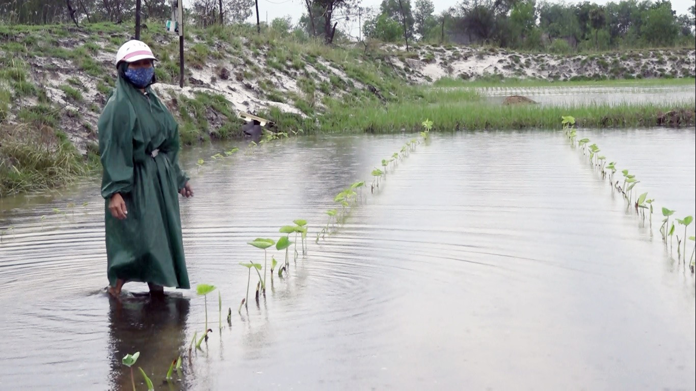 Hơn 1 sao môn hương của bà Mai Thị Nhung cũng bị ngập nước. Ảnh: T.N