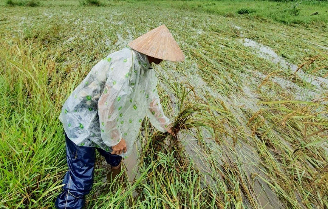 Nông dân địa phương dầm mưa dựng lại những ruộng nếp bị ngã đổ để giảm thiểu thiệt hại. Ảnh: PV