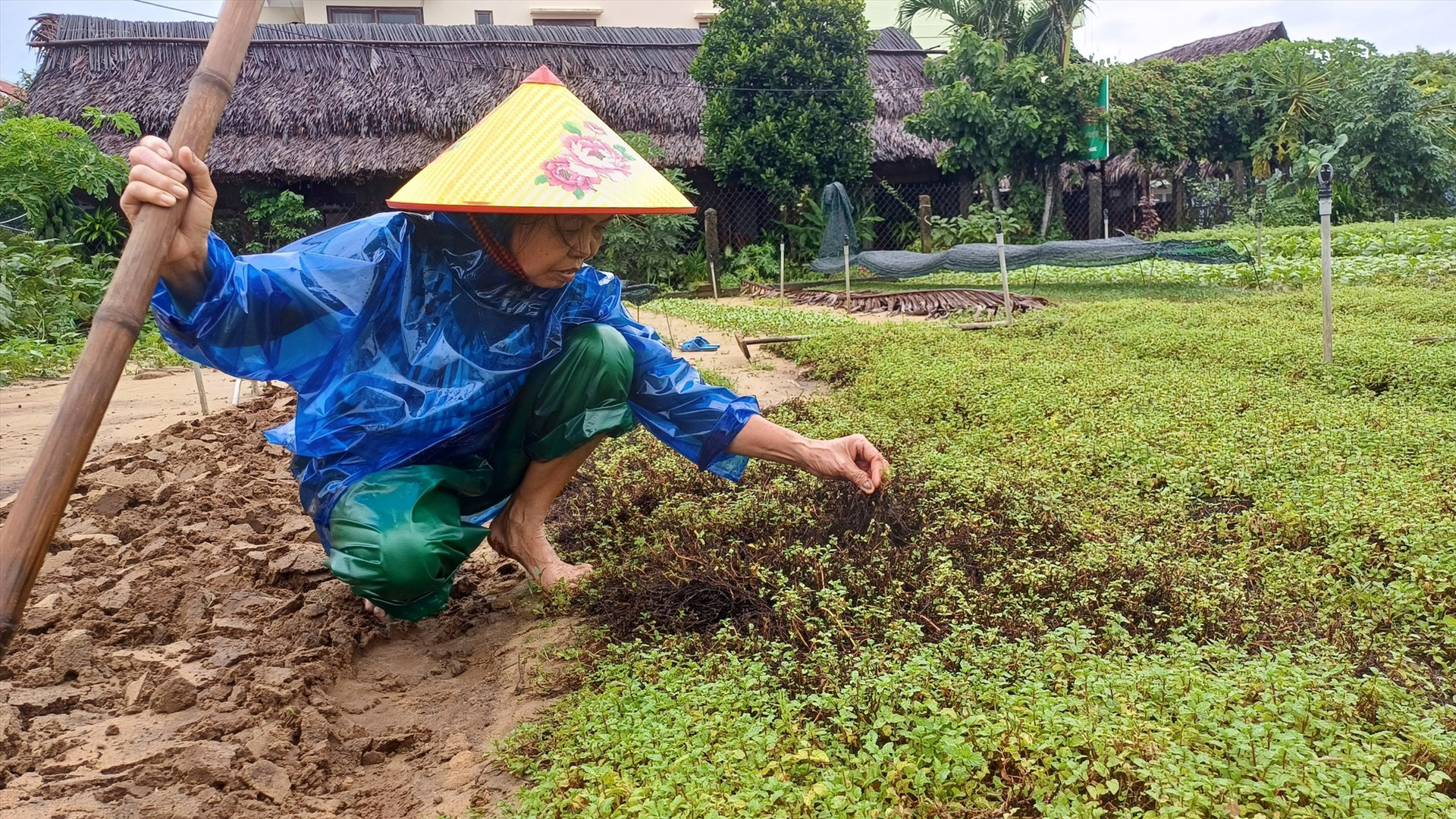 Người dân thôn Trà Quế thất thu vụ rau do mưa lũ. Ảnh: N.Q