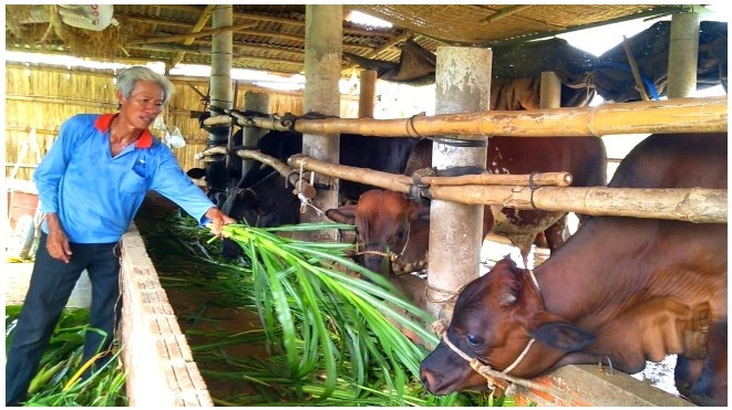 Tín dụng chính sách giúp người dân nuôi bò hiệu quả để thoát nghèo bền vững. Ảnh: Q.VIỆT