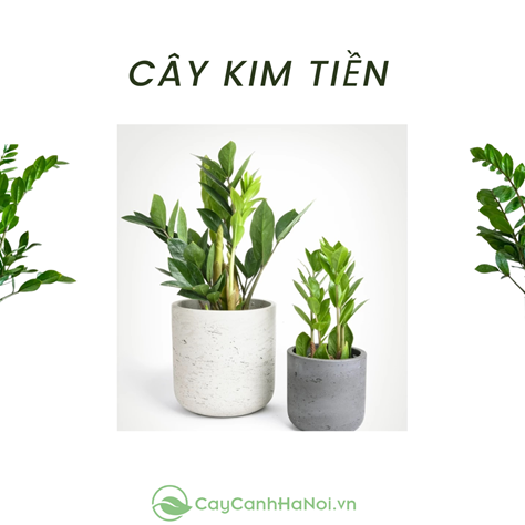 Chậu cây kim tiền.