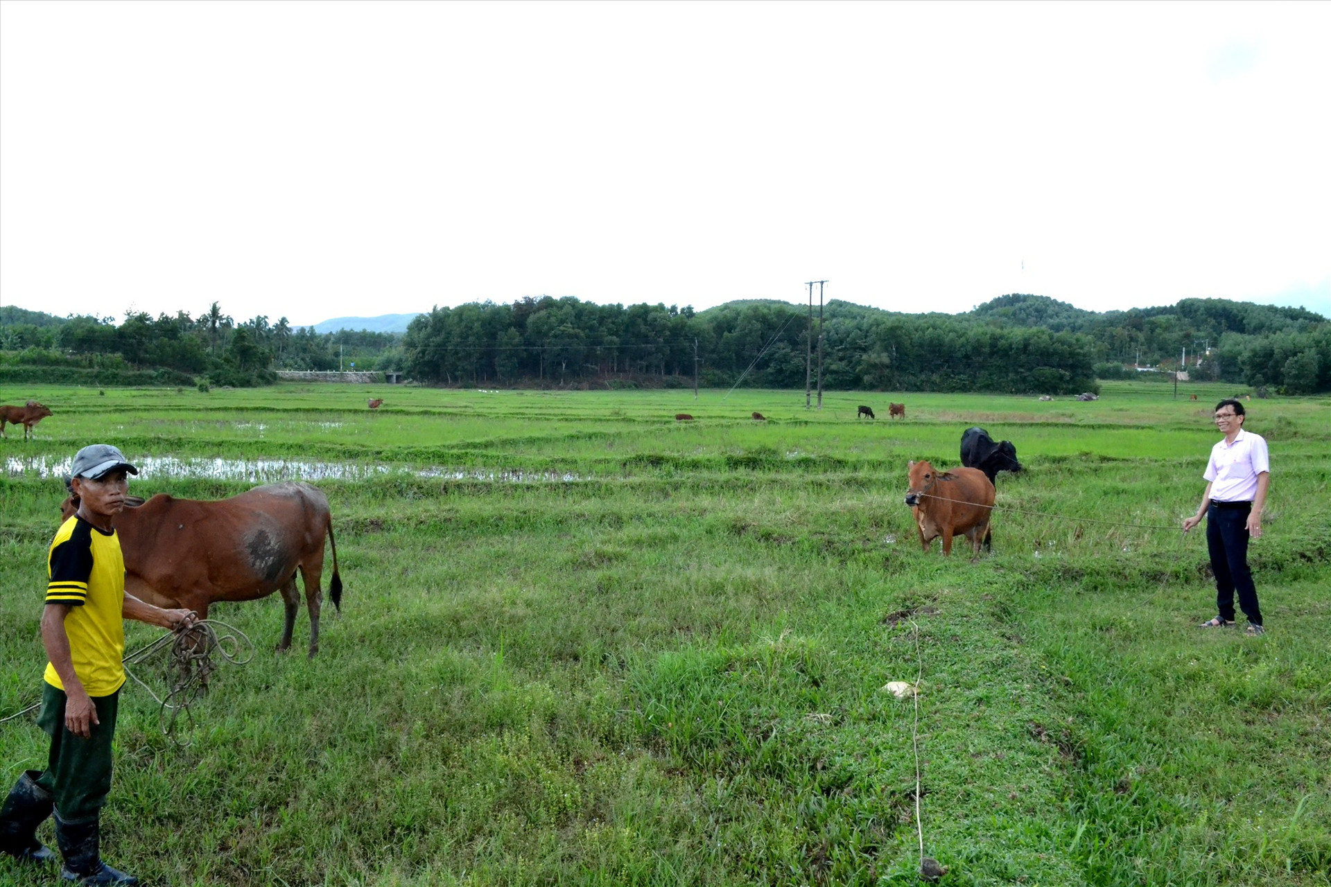 Từ vốn vay 50 triệu đồng của Phòng Giao dịch Ngân hàng CSXH huyện Tiên Phước, ông Nguyễn Văn Tích (bên trái) đầu tư nuôi bò hiệu quả. Ảnh: Q.VIỆT