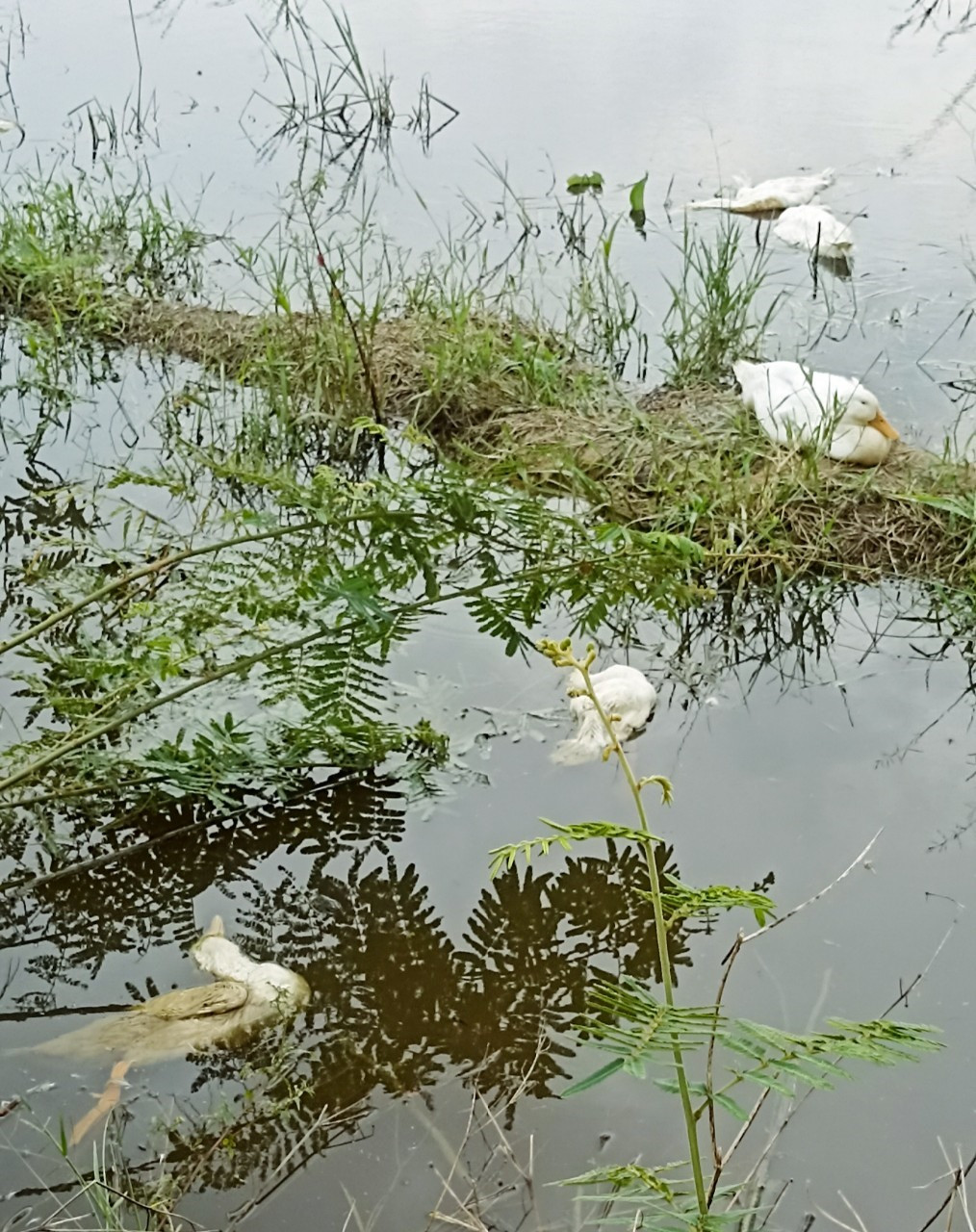 Đàn vịt của hộ ông Nguyễn Văn Cư ở khối phố Triêm Đông 2 (phường Điện Phương, Điện Bàn) chết nằm rải rác trên kênh mương và ruộng ngập nước là điều kiện rất dễ lây lan dịch bệnh.   Ảnh: PV