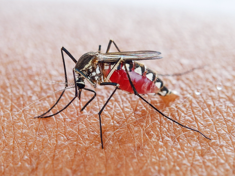 Muỗi là loài trung gian truyền bệnh viêm não Nhật Bản. Ảnh minh họa: INT