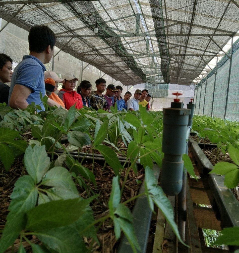 Visitors to a Ngoc Linh ginseng nursery