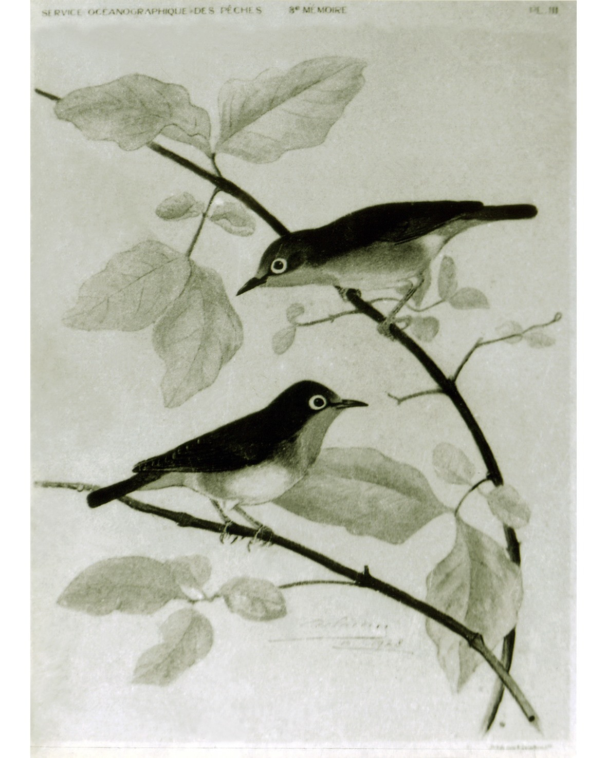 Chim trên đảo Hoàng Sa (ảnh chụp năm 1938) Nguồn: UBND huyện Hoàng Sa