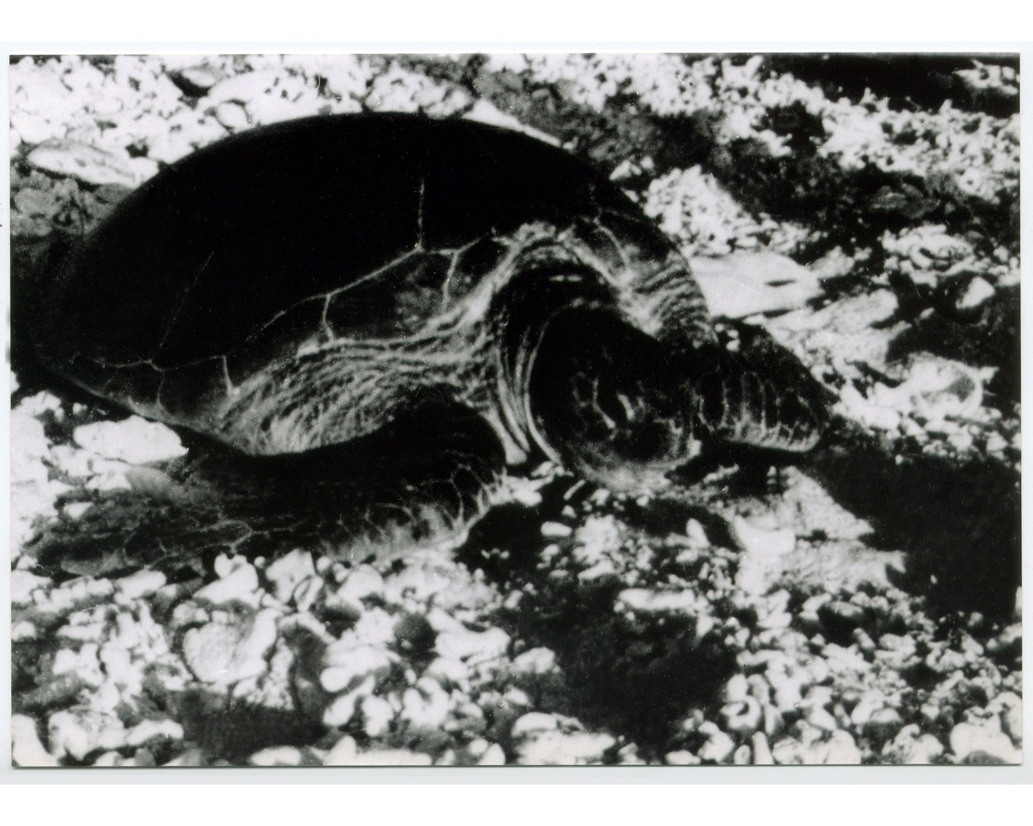 Rùa biển trên đảo Hoàng Sa (ảnh chụp năm 1938) Nguồn: UBND huyện Hoàng Sa
