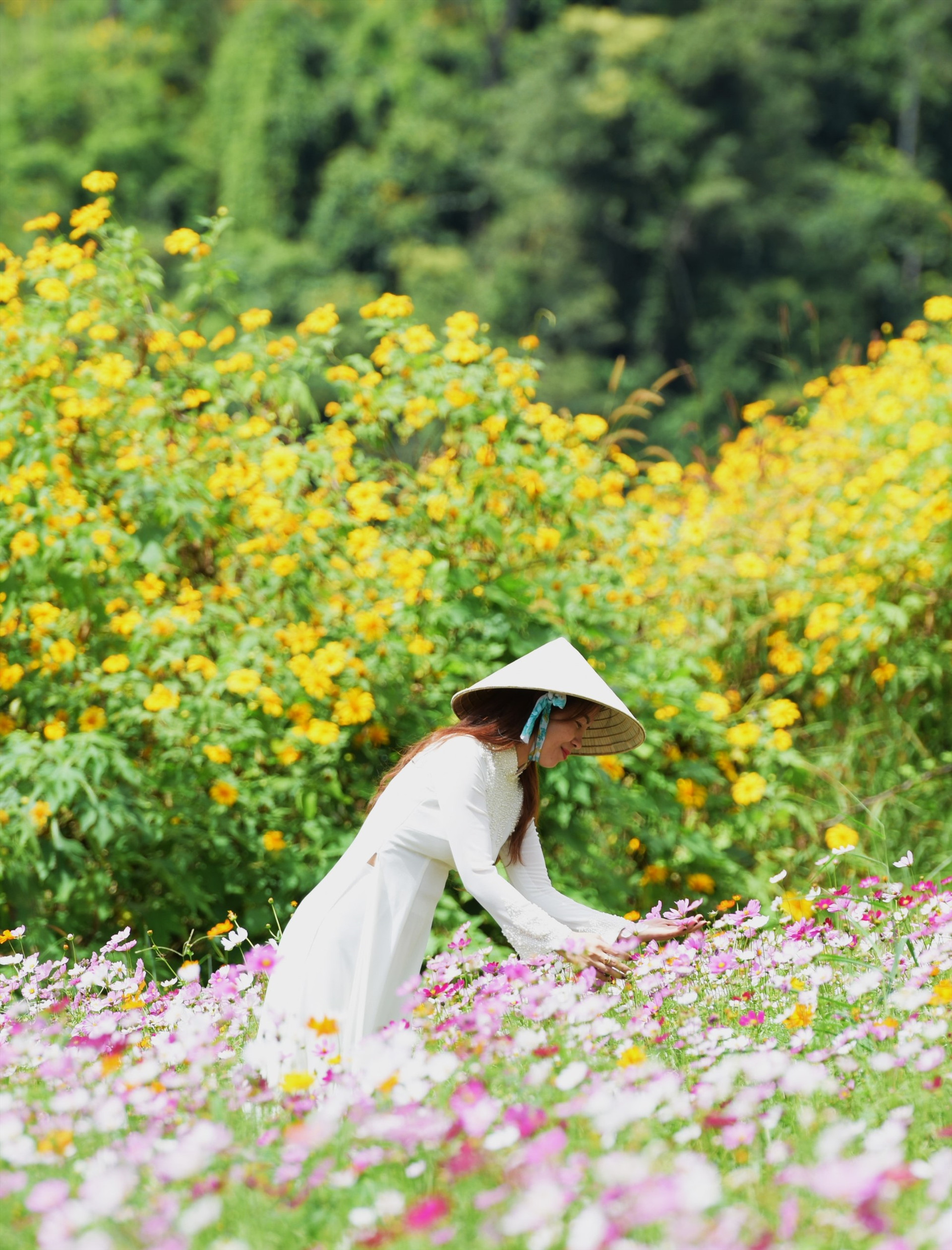 Theo người dân địa phương năm nay mưa thuận, gió hòa nên hoa dã quỳ ở Chư Đang Ya phát triển tươi tốt. Hoa dã quỳ tượng trưng cho sức sống mãnh liệt của Tây Nguyên…