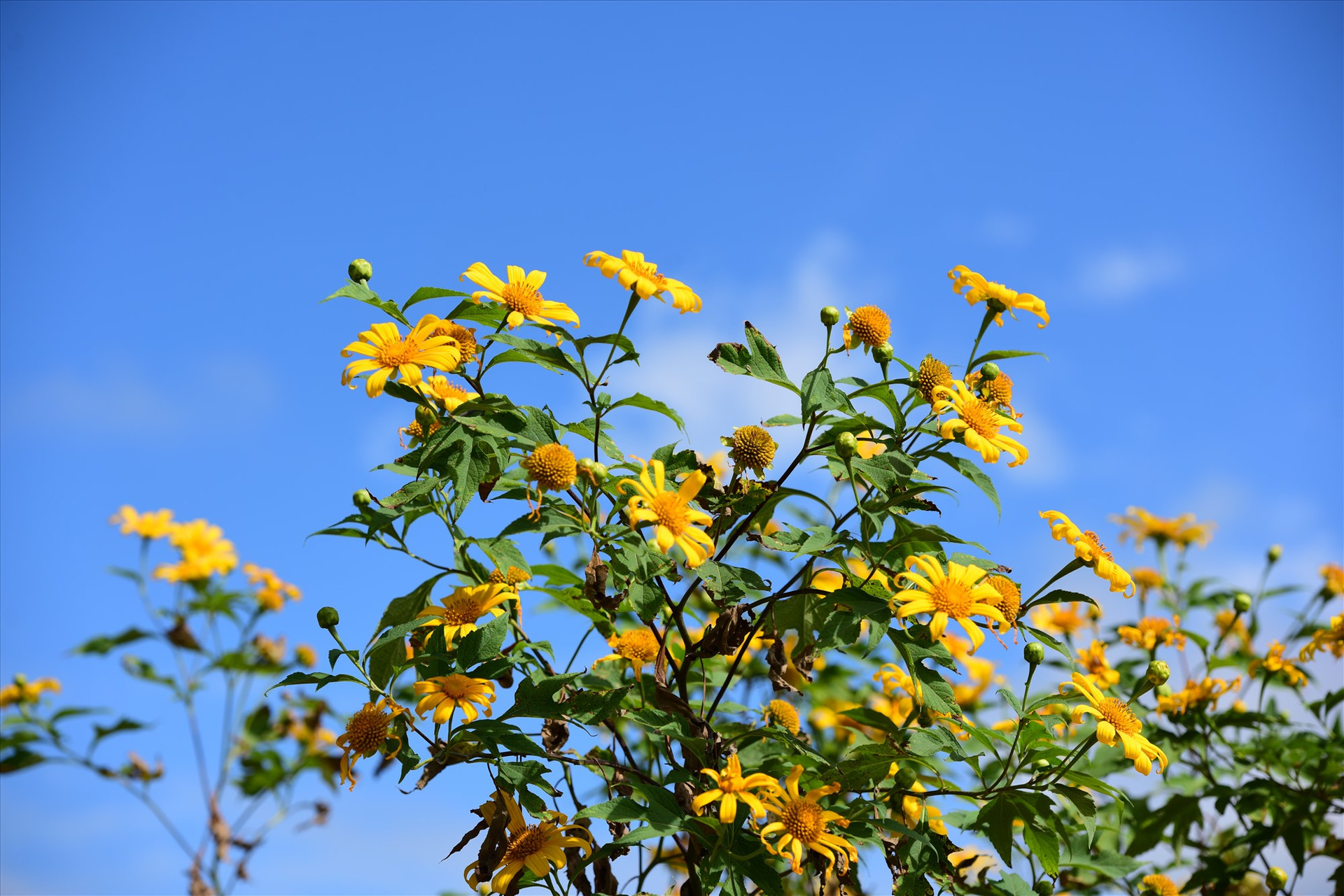 Theo các nhà nghiên cứu văn hóa ở vùng cao nguyên Gia Lai, dẫu trong mưa rét hay gió lạnh thì những cánh hoa dã quỳ vẫn ẩn chứa một sức sống mãnh liệt vươn lên trong mưa trong gió để khoe trọn sắc vàng...