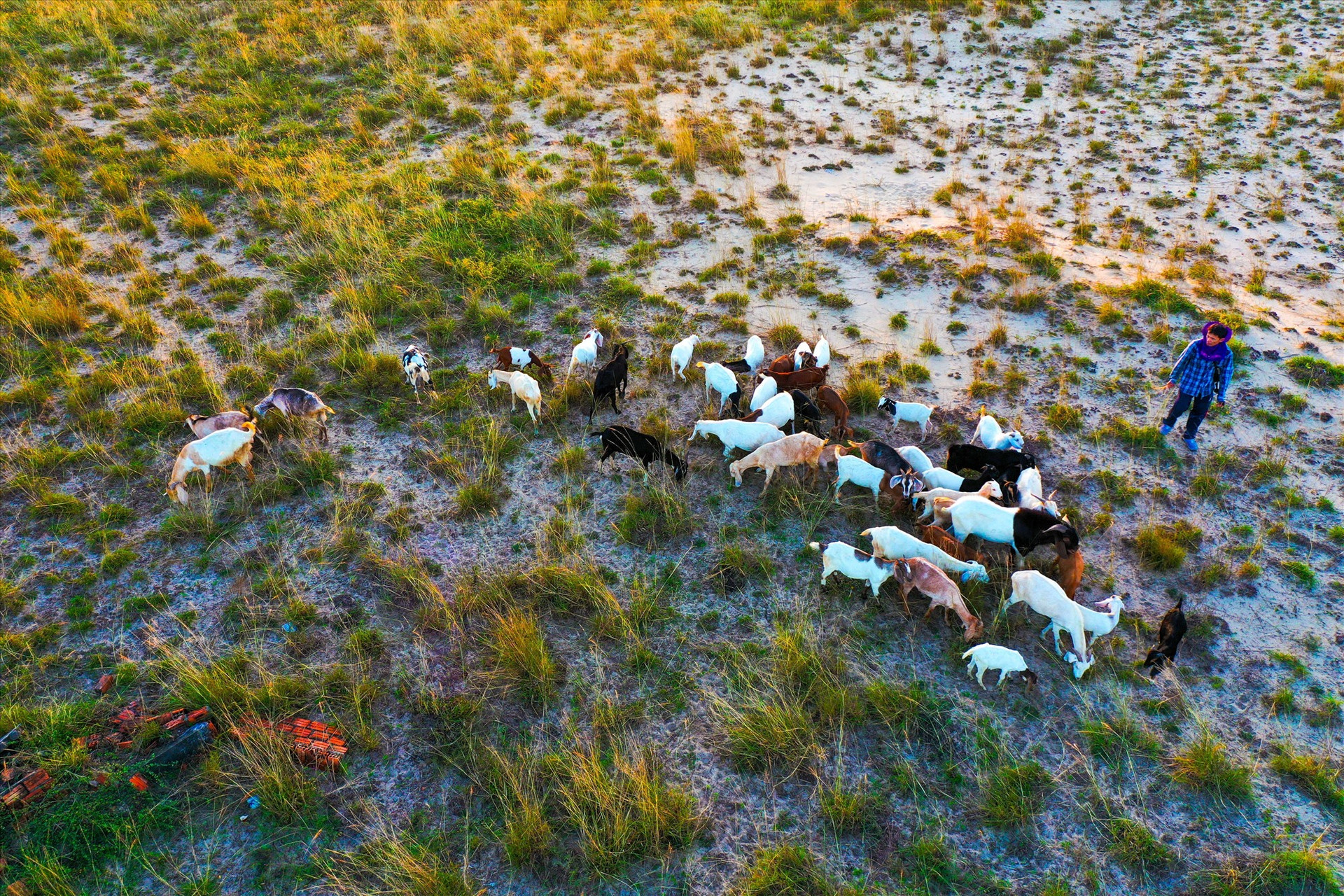 Những đàn dê lớn đủ màu sắc được người dân chăn thả ở đây.