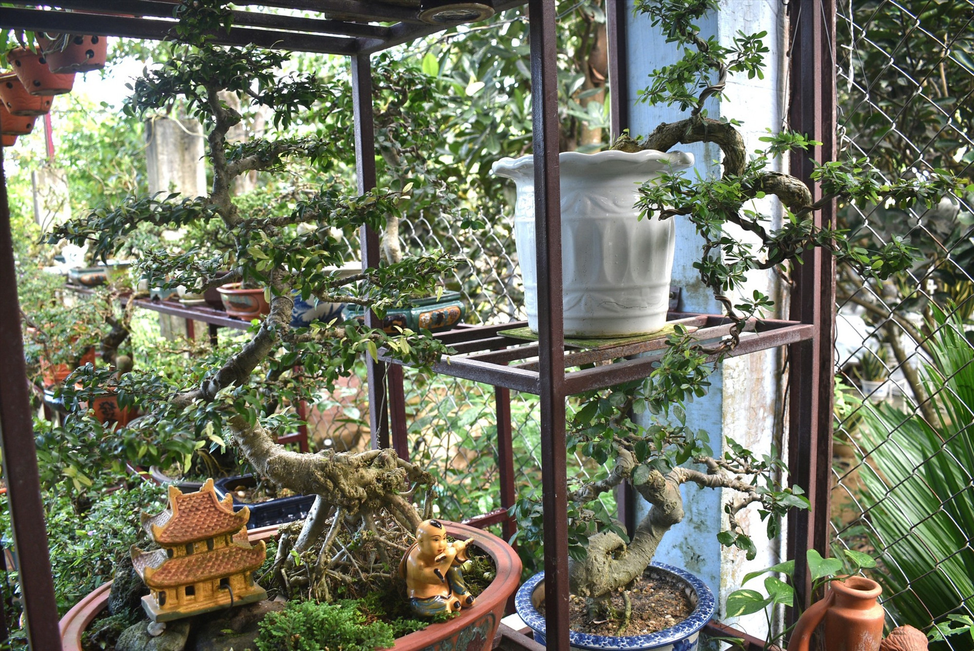Mỗi cây bonsai nghệ thuật đều có hình dáng khác nhau. Ảnh: T.Q