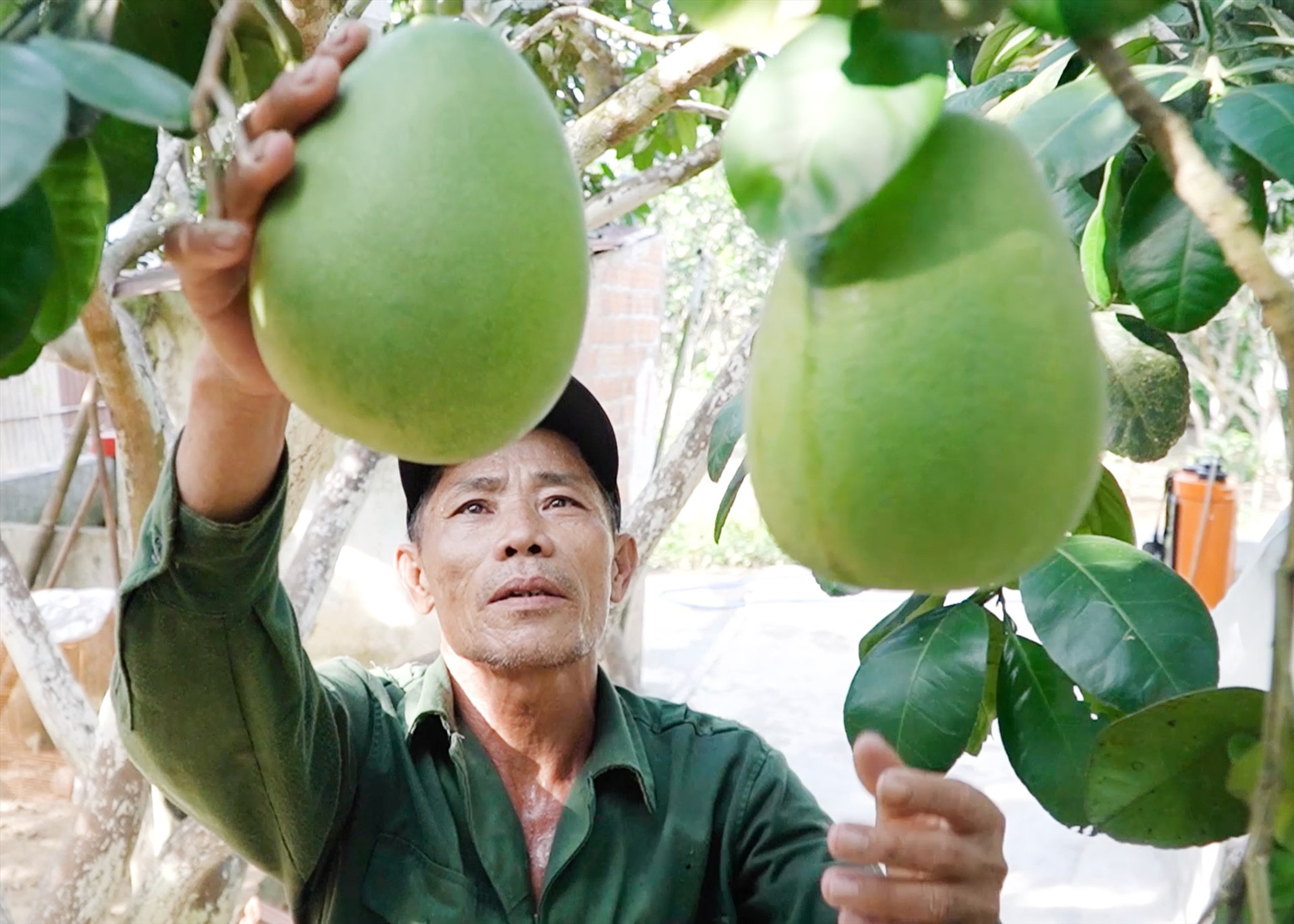 Vườn bưởi trụ của ông Trần Văn Ly mang về thu nhập hàng trăm triệu đồng. Ảnh: PHAN VINH