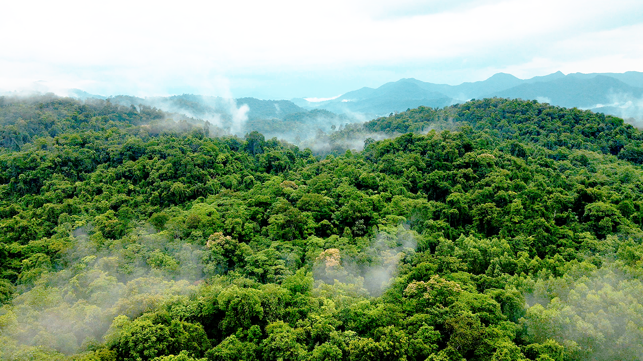 Những cánh rừng nguyên sinh khu vực giáp ranh Quảng Nam - Huế đang được bảo vệ tốt. Ảnh: WWF