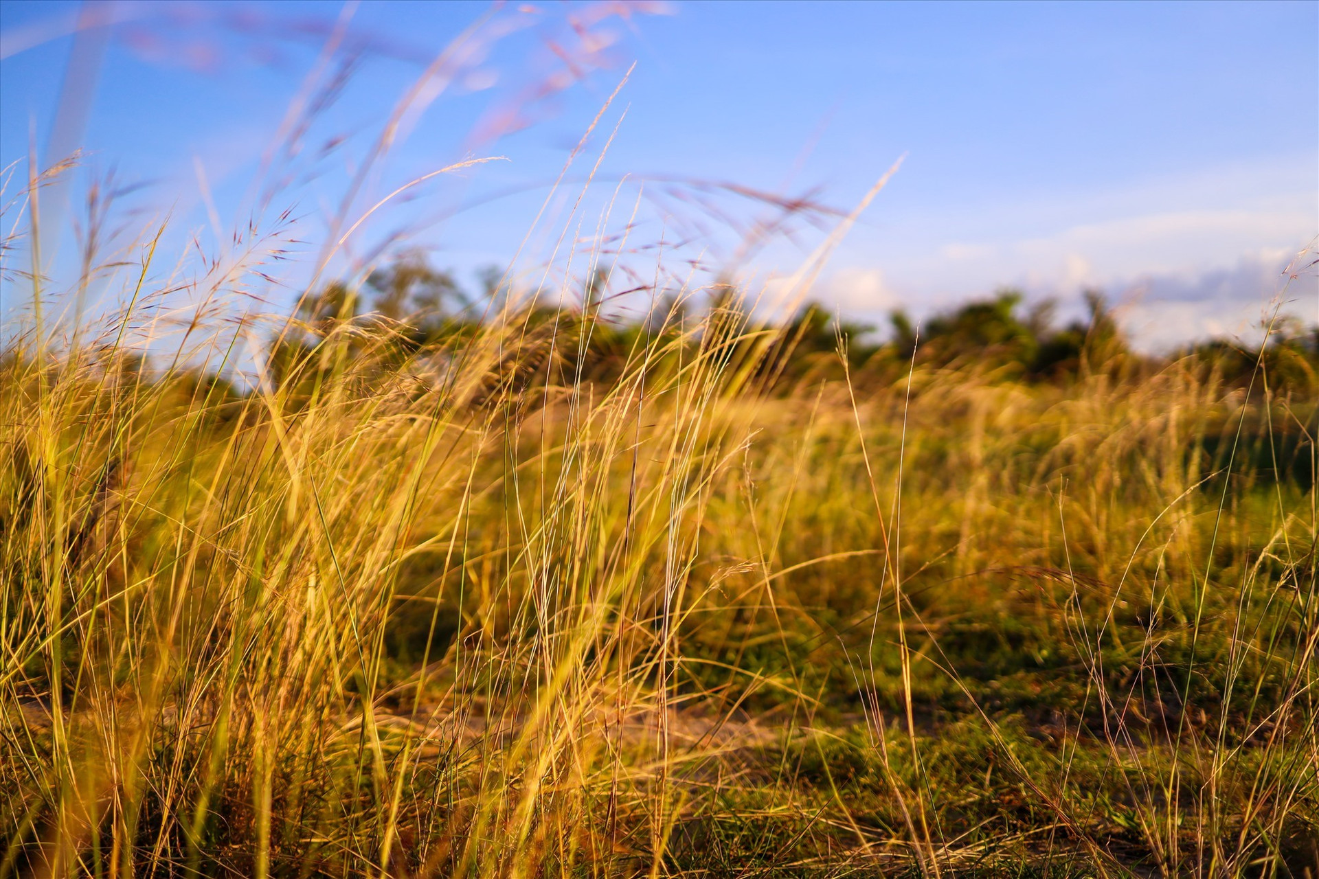 The grass gradually shifting from yellow to an orange hue reminiscent of burnt grass