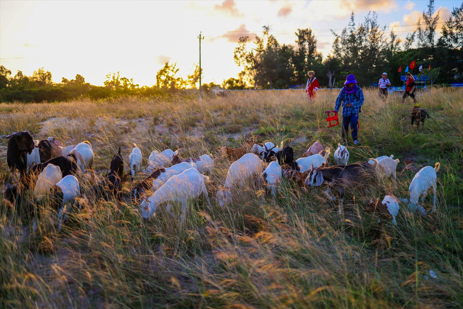 Goats happily nibble on grass, roaming and playing in the meadows
