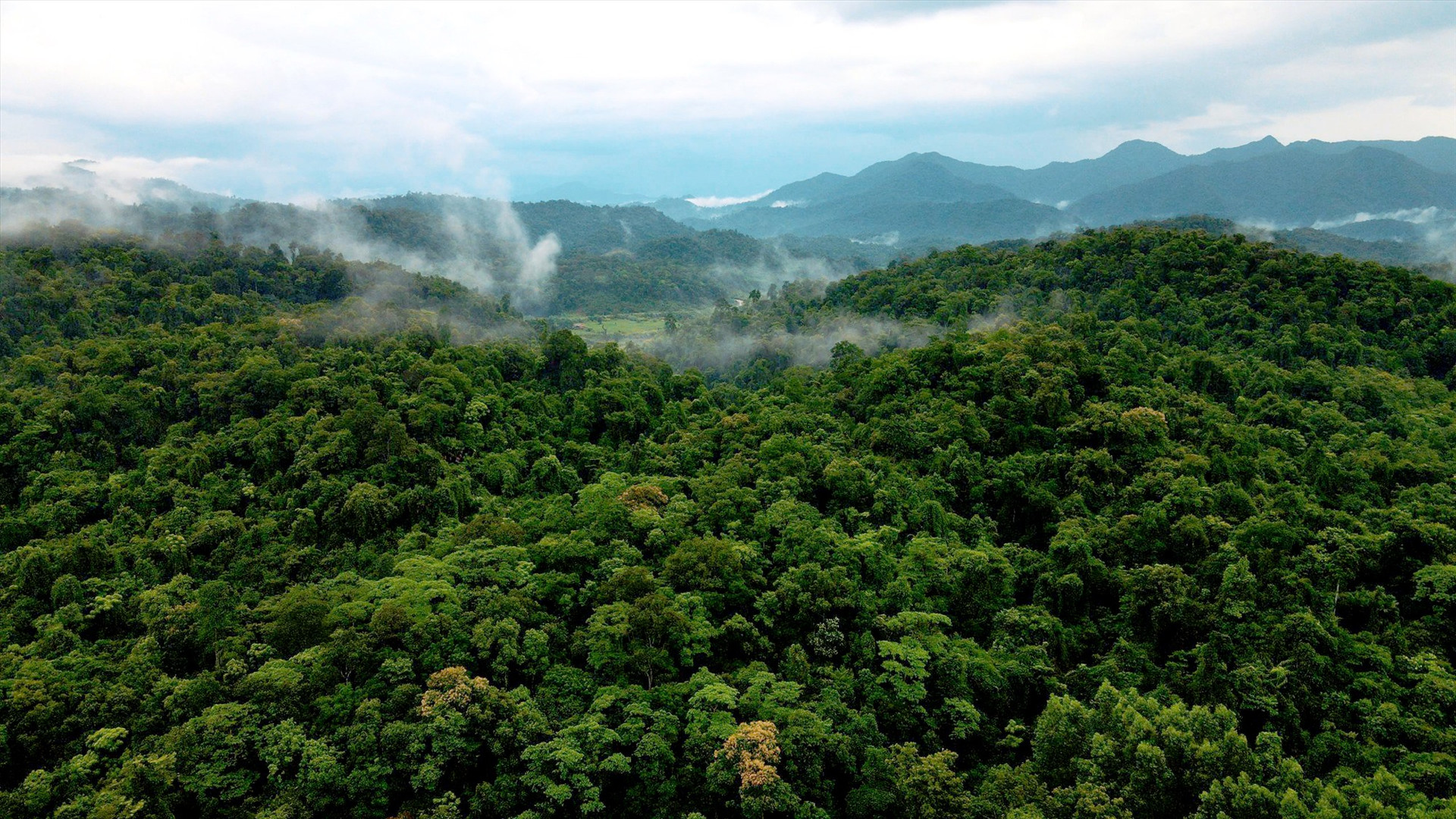 Cánh rừng nguyên sinh vùng biên Tây Giang kỳ vọng sẽ được bảo vệ tốt thông qua các dự án WWF tài trợ. Ảnh: H.Q